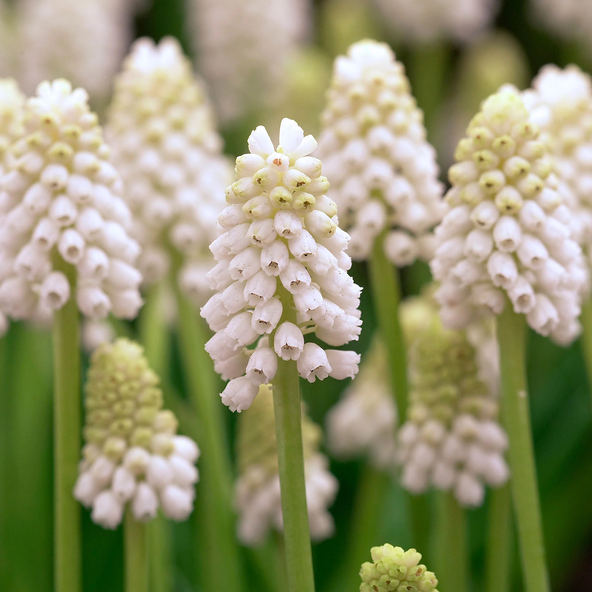 40x Muscari blanc Muscari 'White Magic' blanc - Image 3