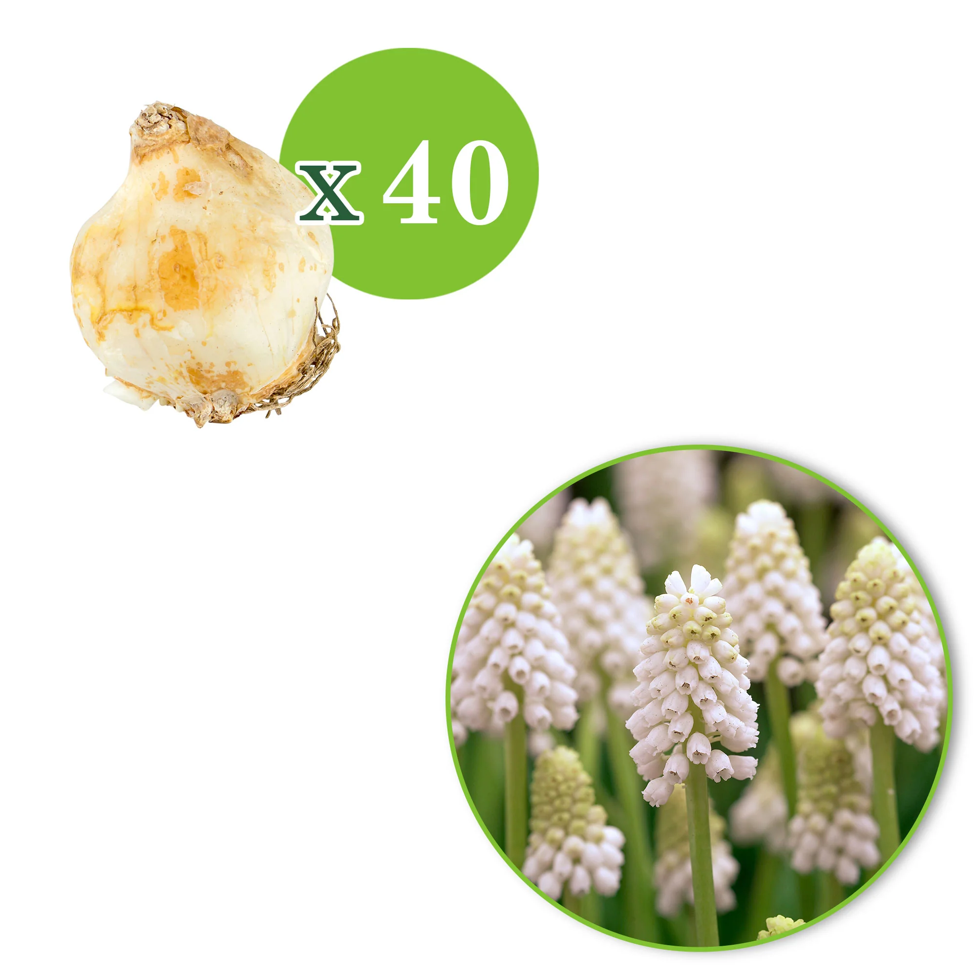 40x Muscari blanc Muscari 'White Magic' blanc - Image 4