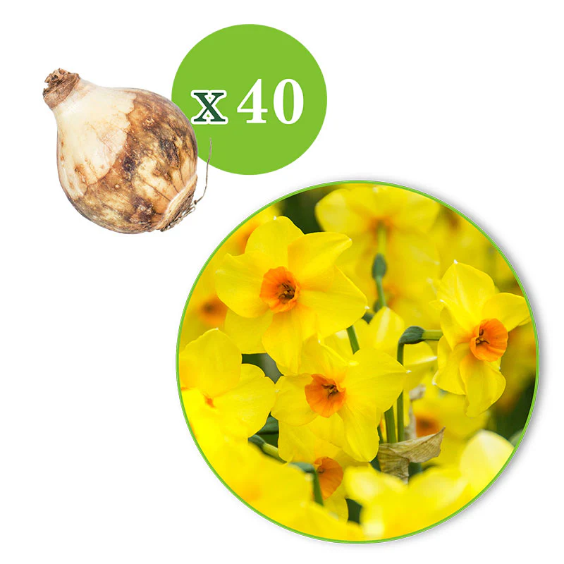 40x Narcisse Narcissus 'Martinette' petite fleur jaune - Image 4
