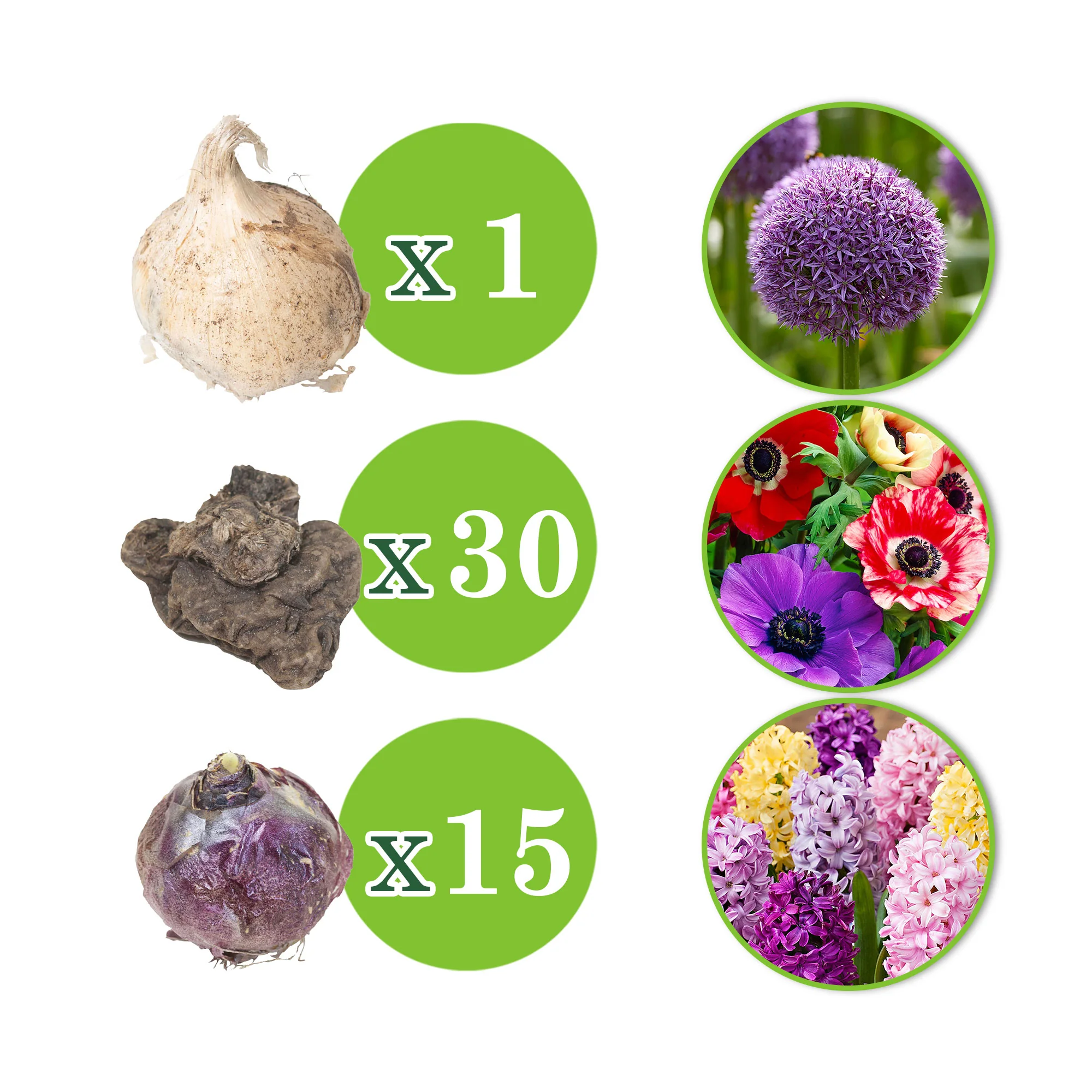 46x Pack de bulbes de fleurs 'Abeilles et papillons joyeux' - Image 4