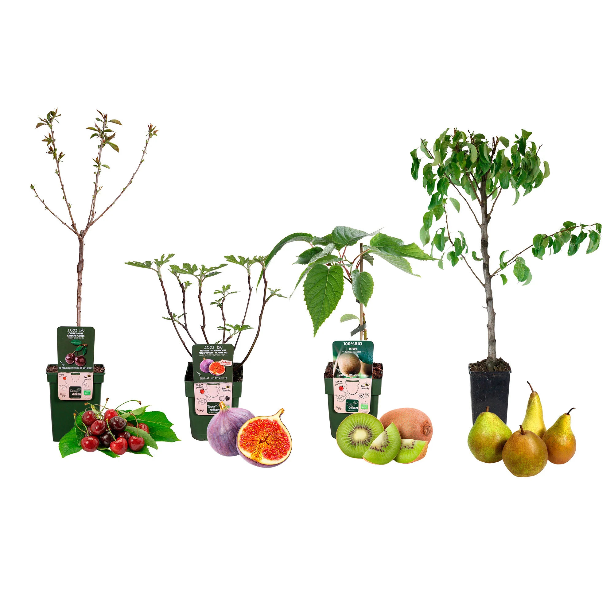 4x Arbres fruitiers - Melange 'Savoureux nectar' - Image 3
