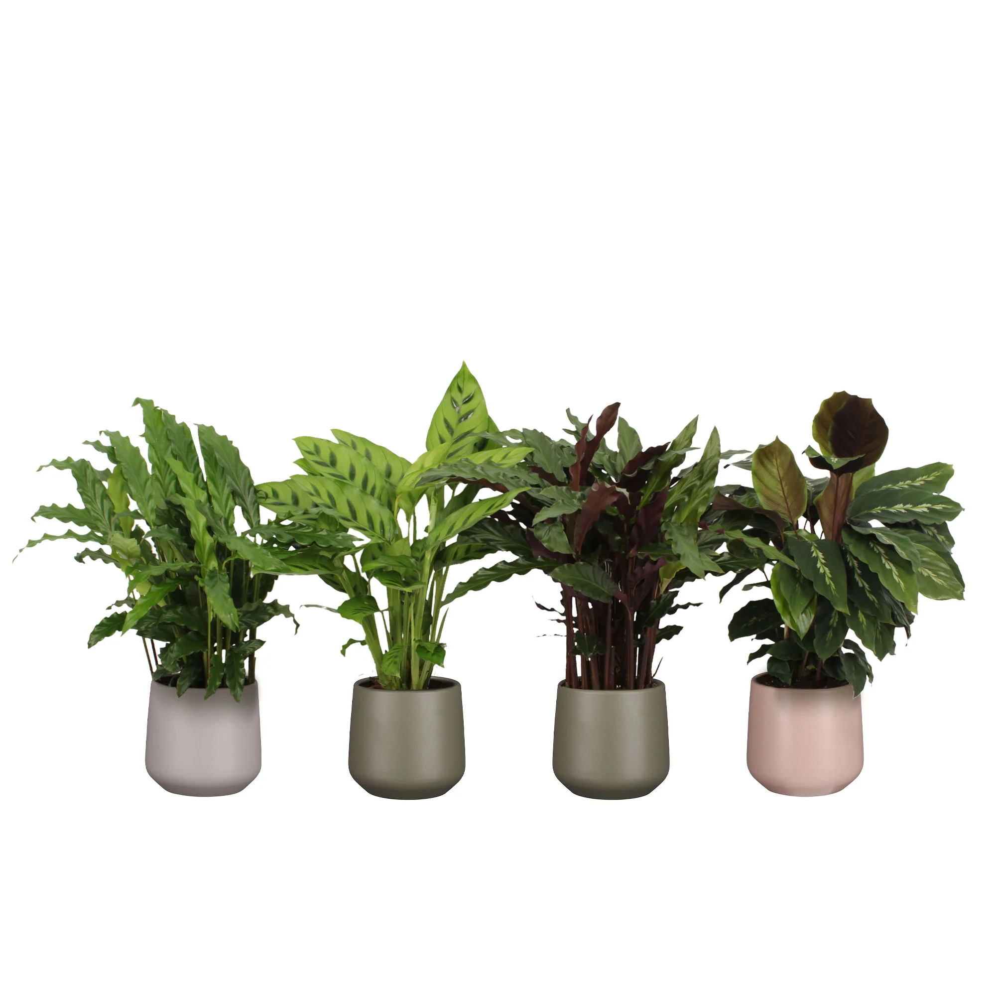 4x Calathea, Ctenanthe - Mélange Plantes purificatrices d'air avec pot décoratif - Image 5