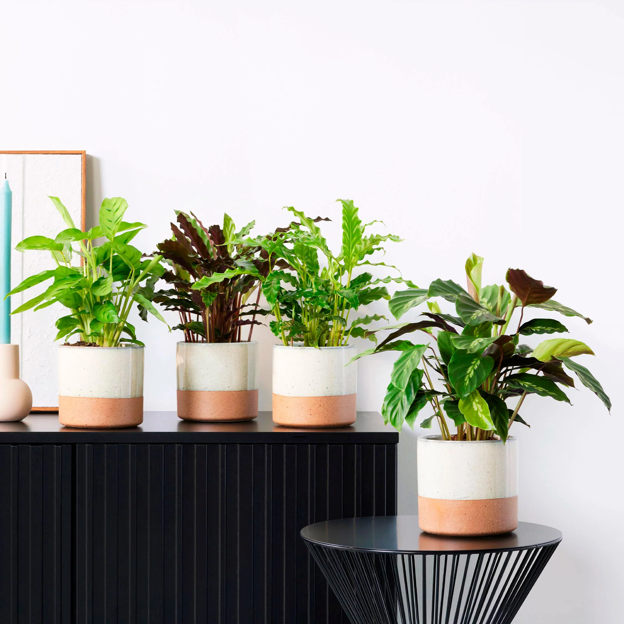4x Calathea - Mélange Plantes purificatrices d'air