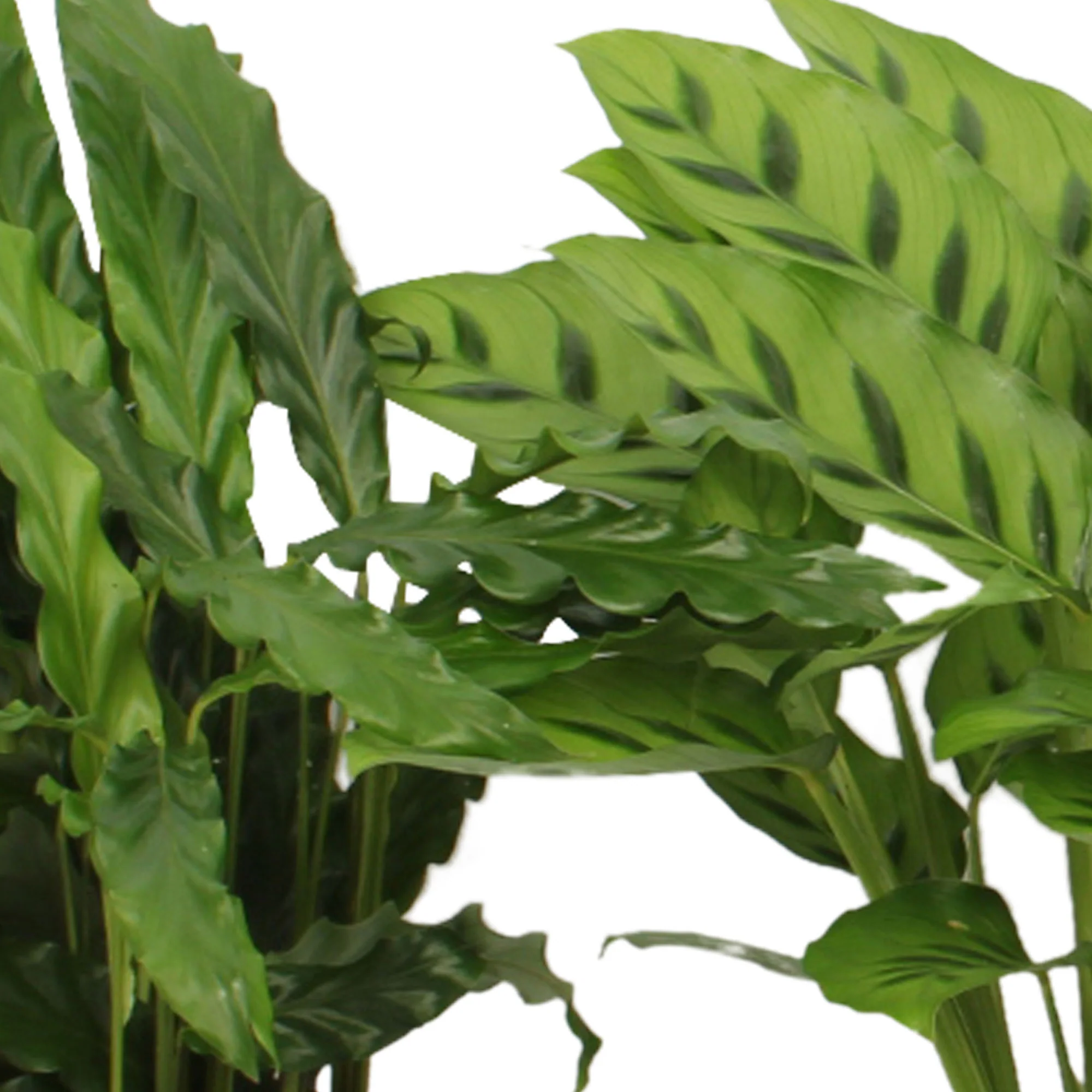4x Calathea - Mélange Plantes purificatrices d'air - Image 3