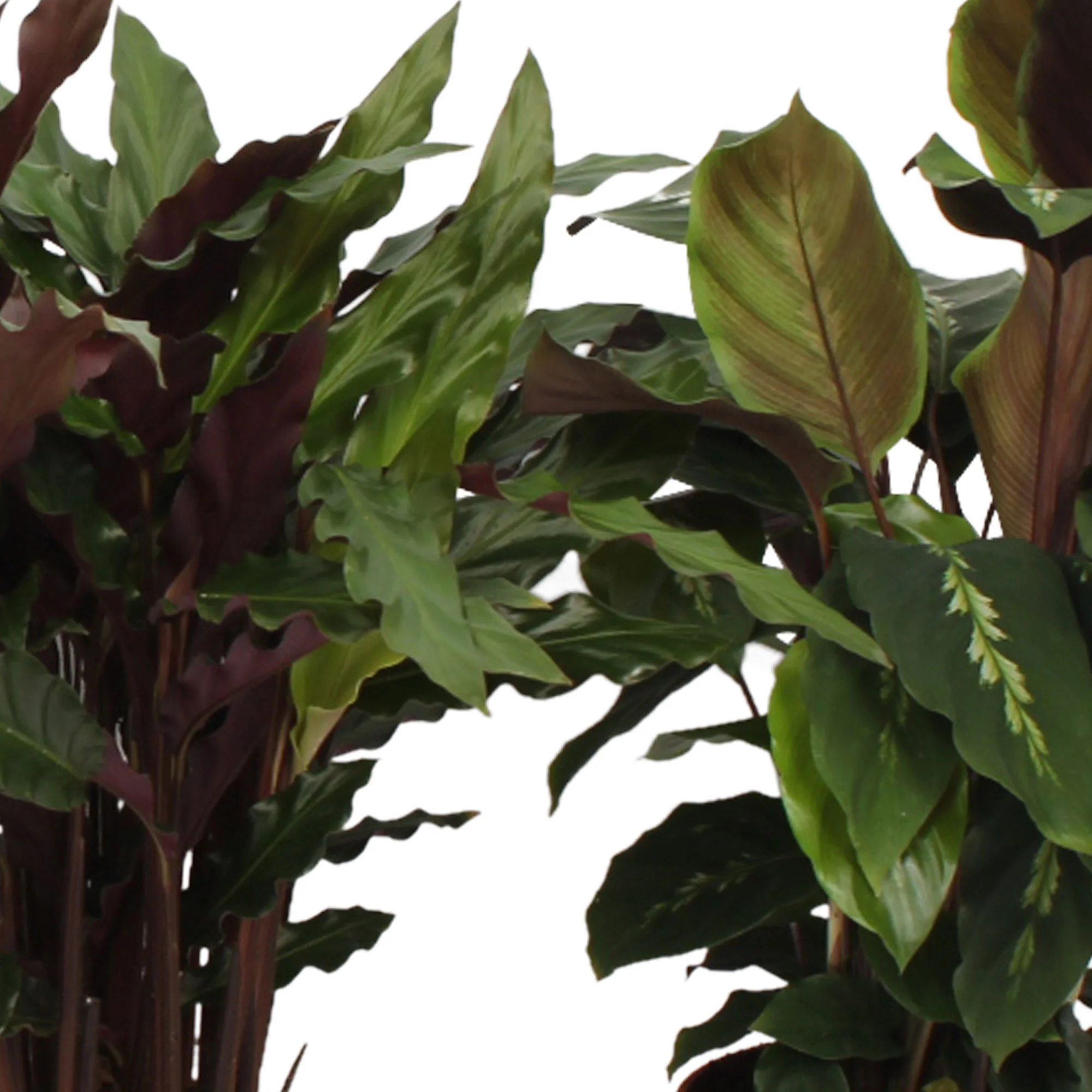 4x Calathea - Mélange Plantes purificatrices d'air - Image 4