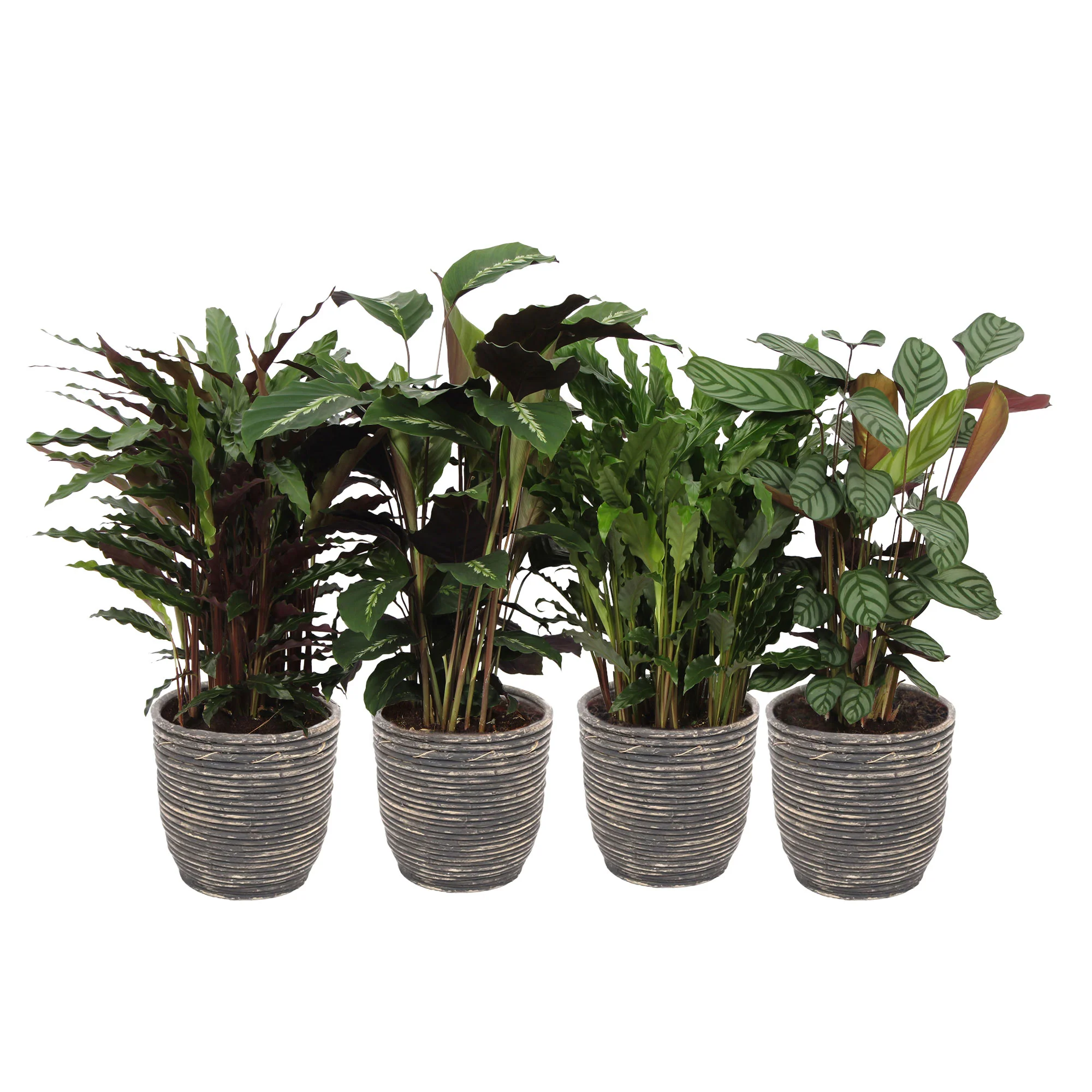 4x Calathea - Mélange Plantes purificatrices d'air avec pot décoratif - Image 4