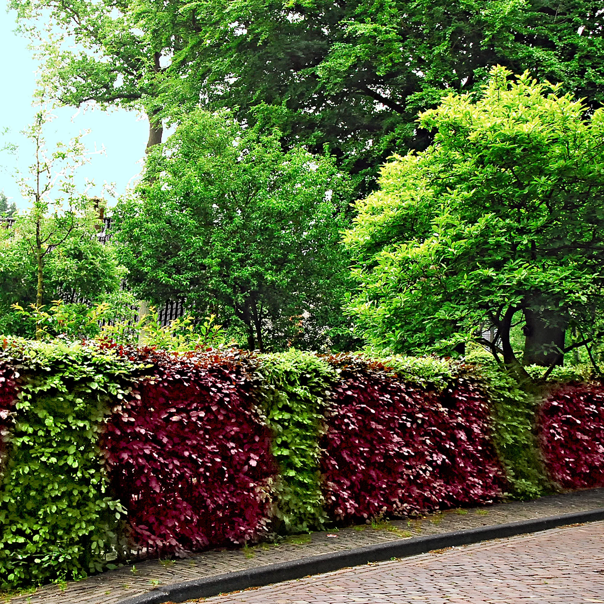 4x Haie de hêtres Fagus - Mélange vert-rouge 'Atropurpurea' - Image 5