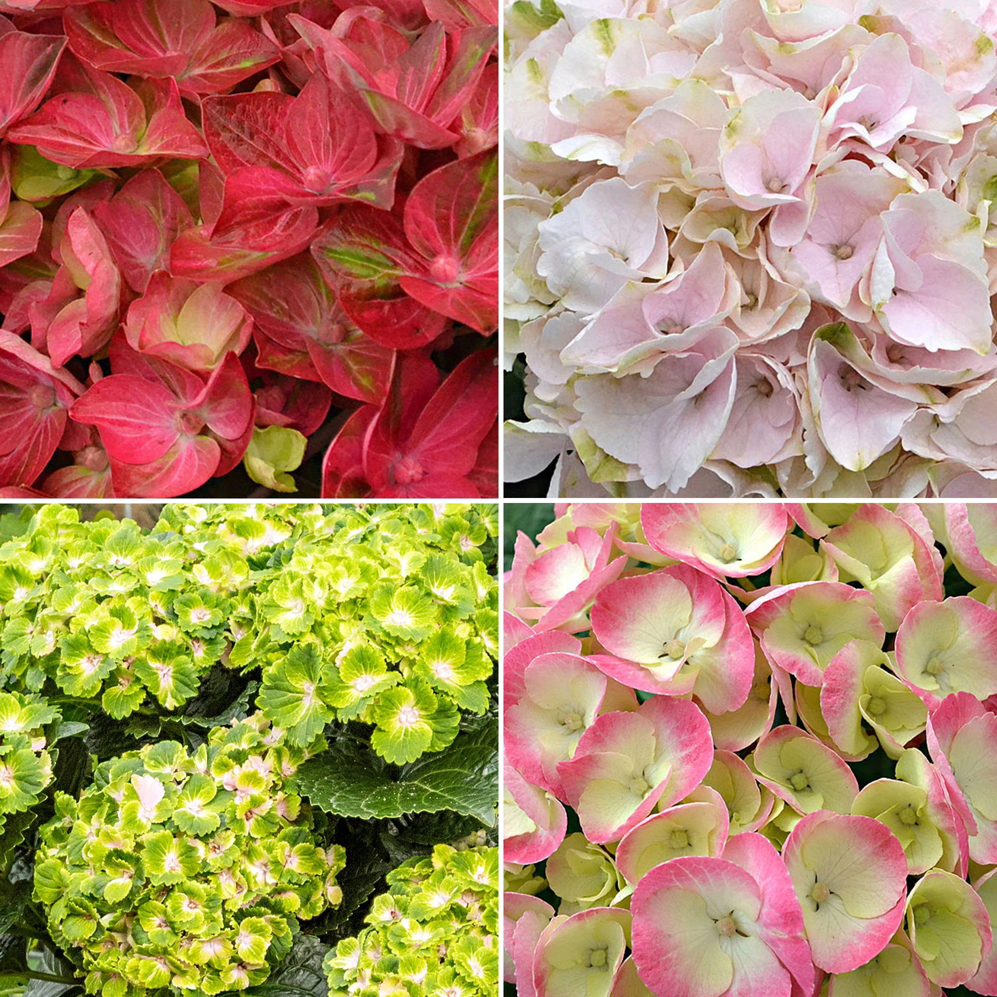 4x Hortensia Hydrangea - Mélange 'Colourful Dreaming' - Image 2