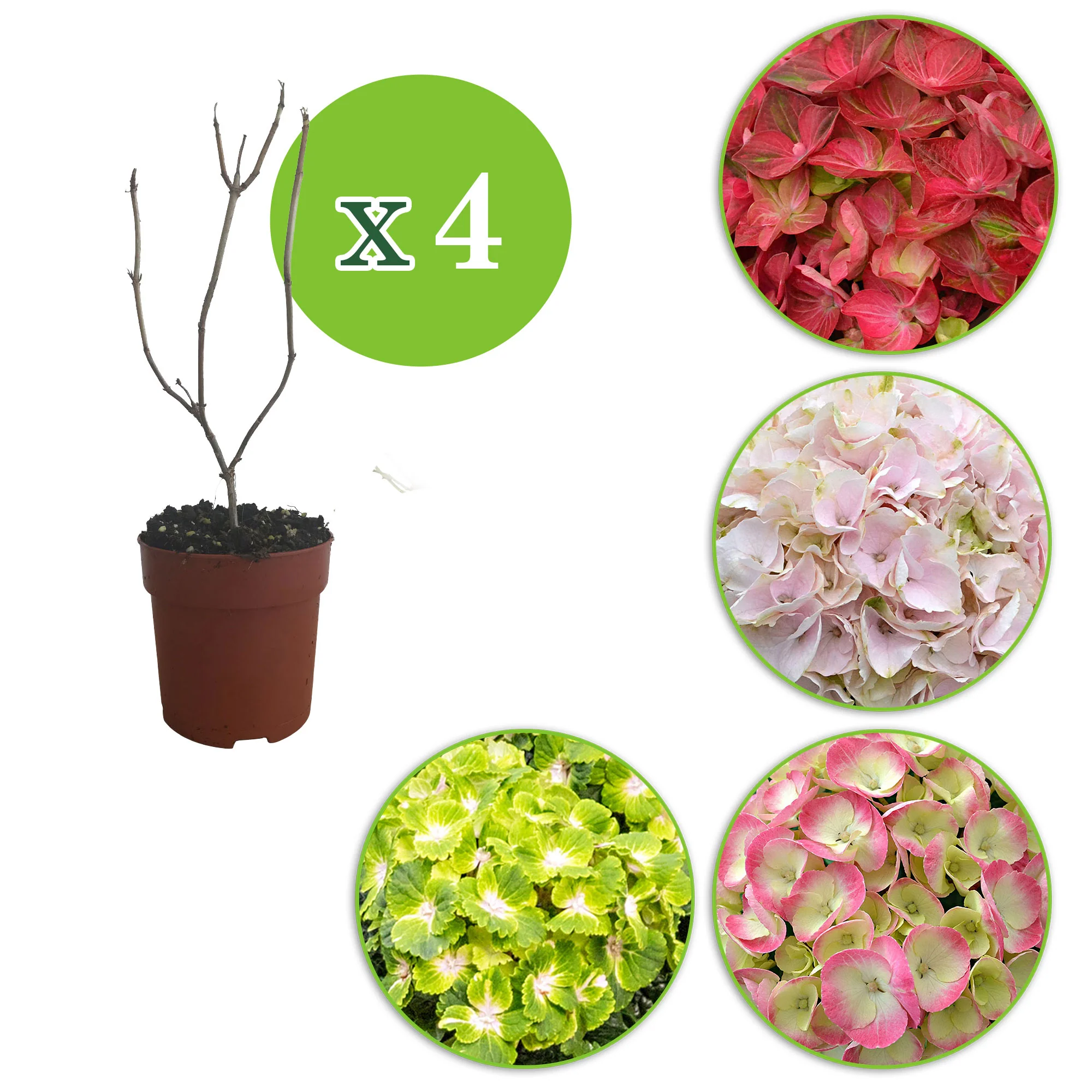 4x Hortensia Hydrangea - Mélange 'Colourful Dreaming' - Image 3