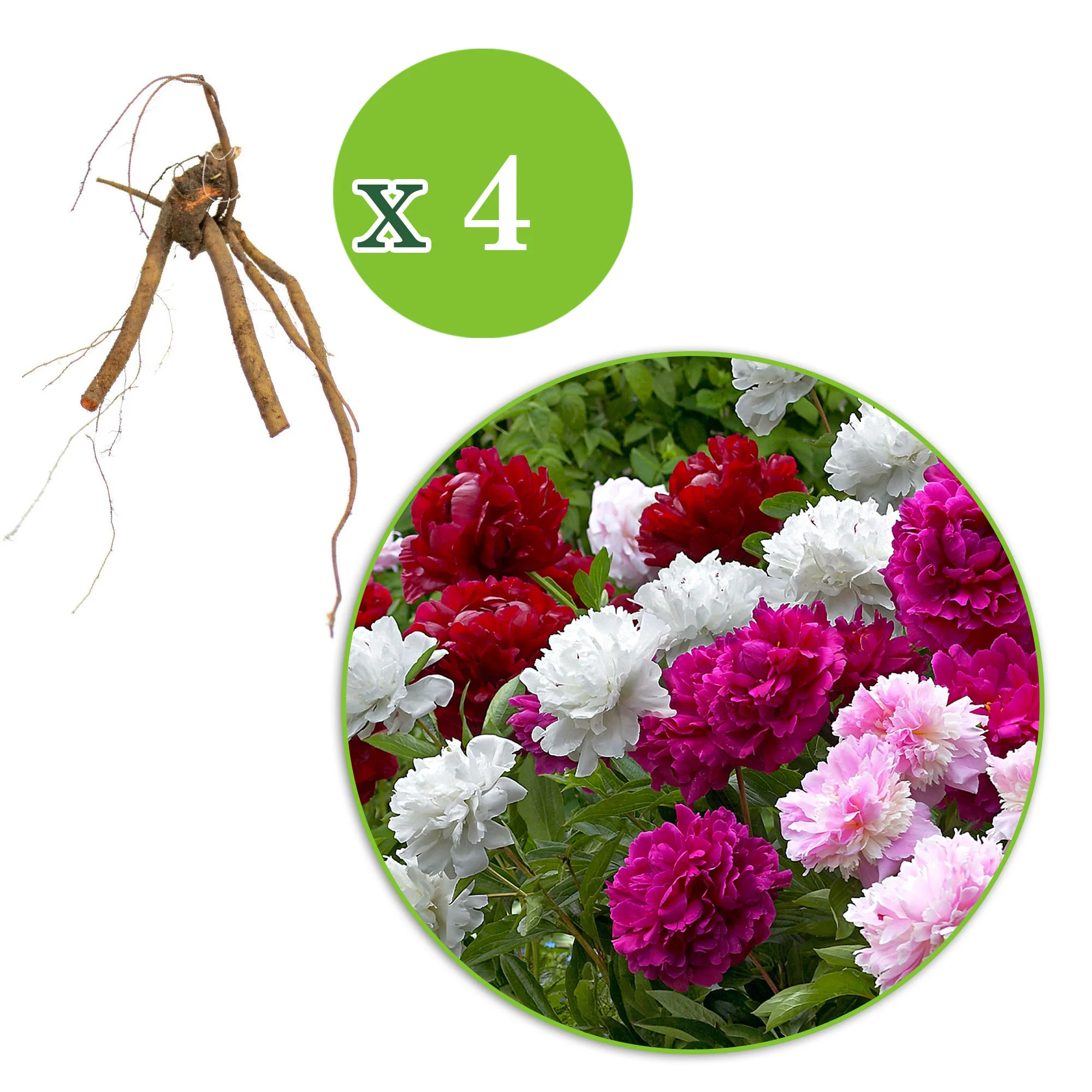 4x Pivoine Paeonia - Mélange - Plants à racines nues - Image 4