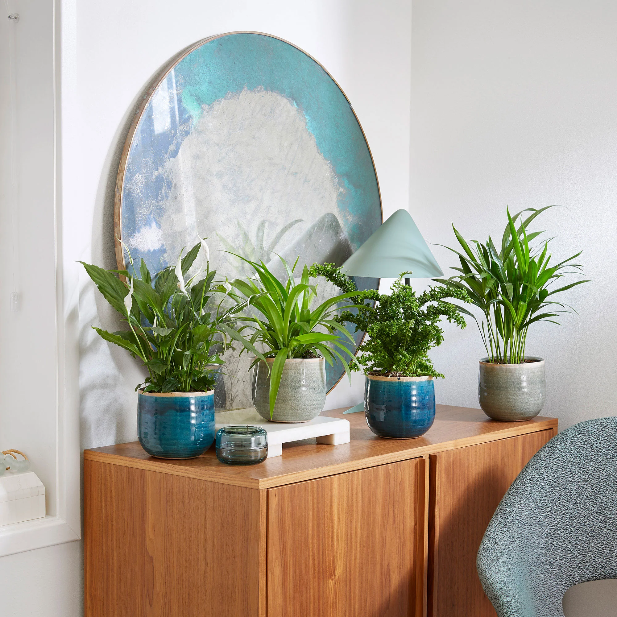 4x Plante d'intérieur purificatrice d'air - Mélange incl. cache-pots verts et bleus - Image 2