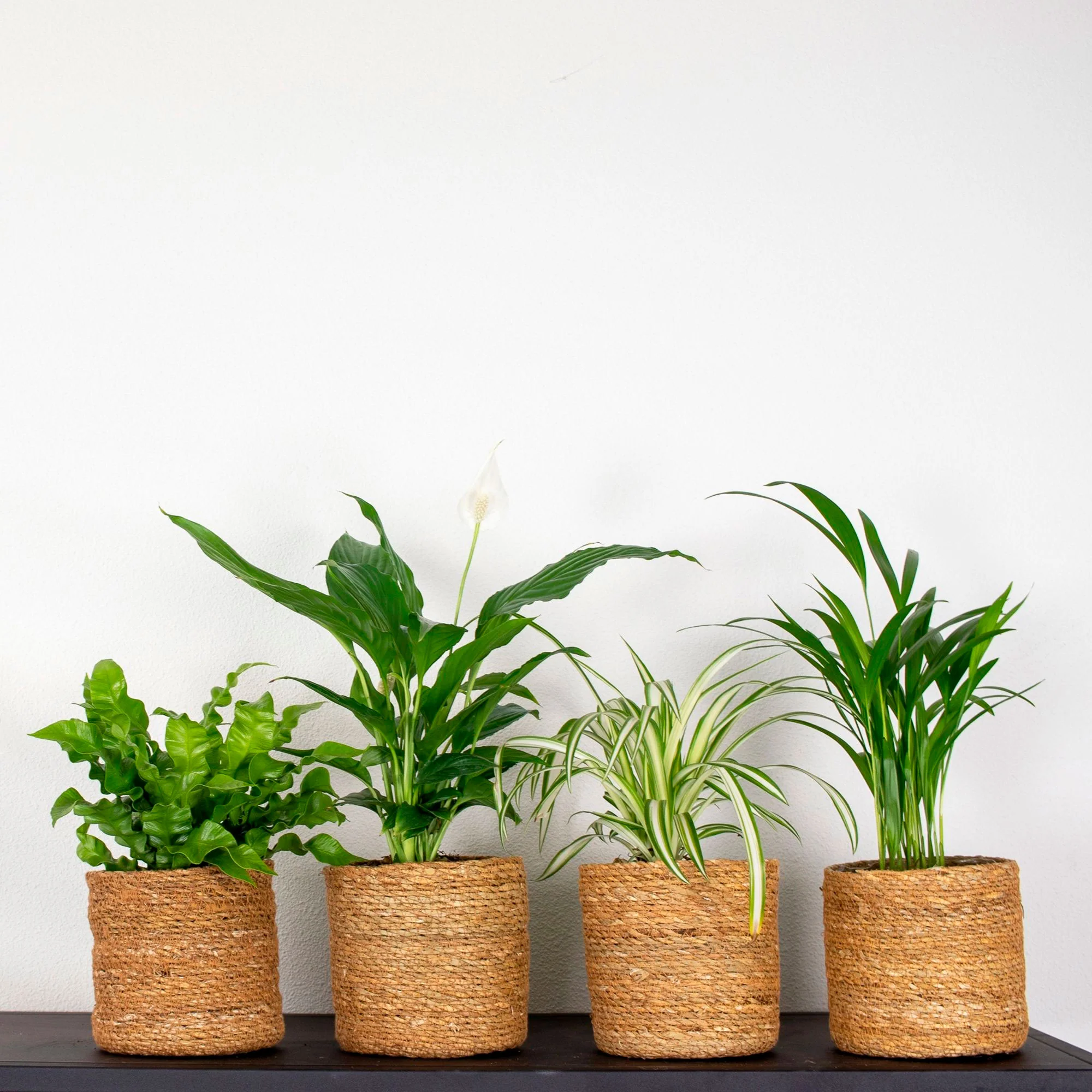4x Plante d'intérieur purificatrice d'air - Mélange incl. paniers bruns - Image 2