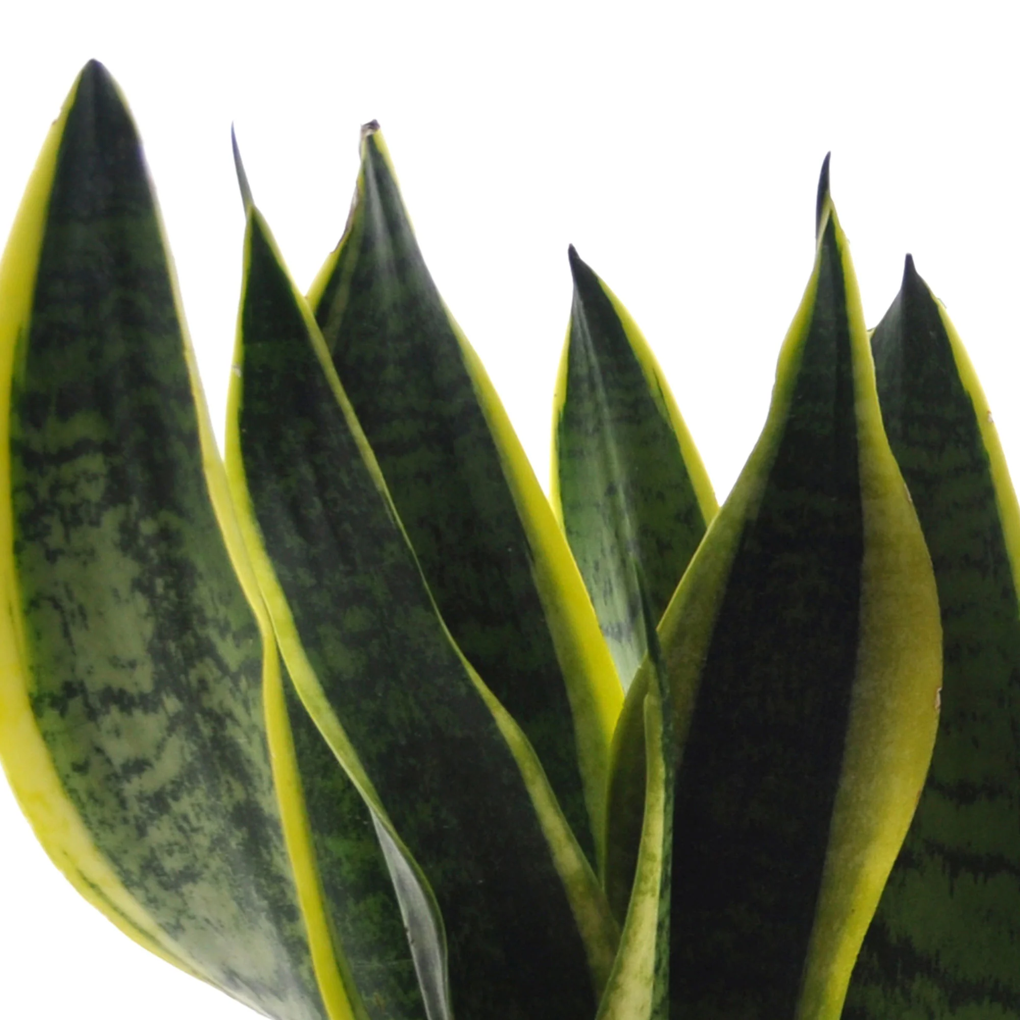 4x Plantes d'intérieur faciles - Mélange - Image 2