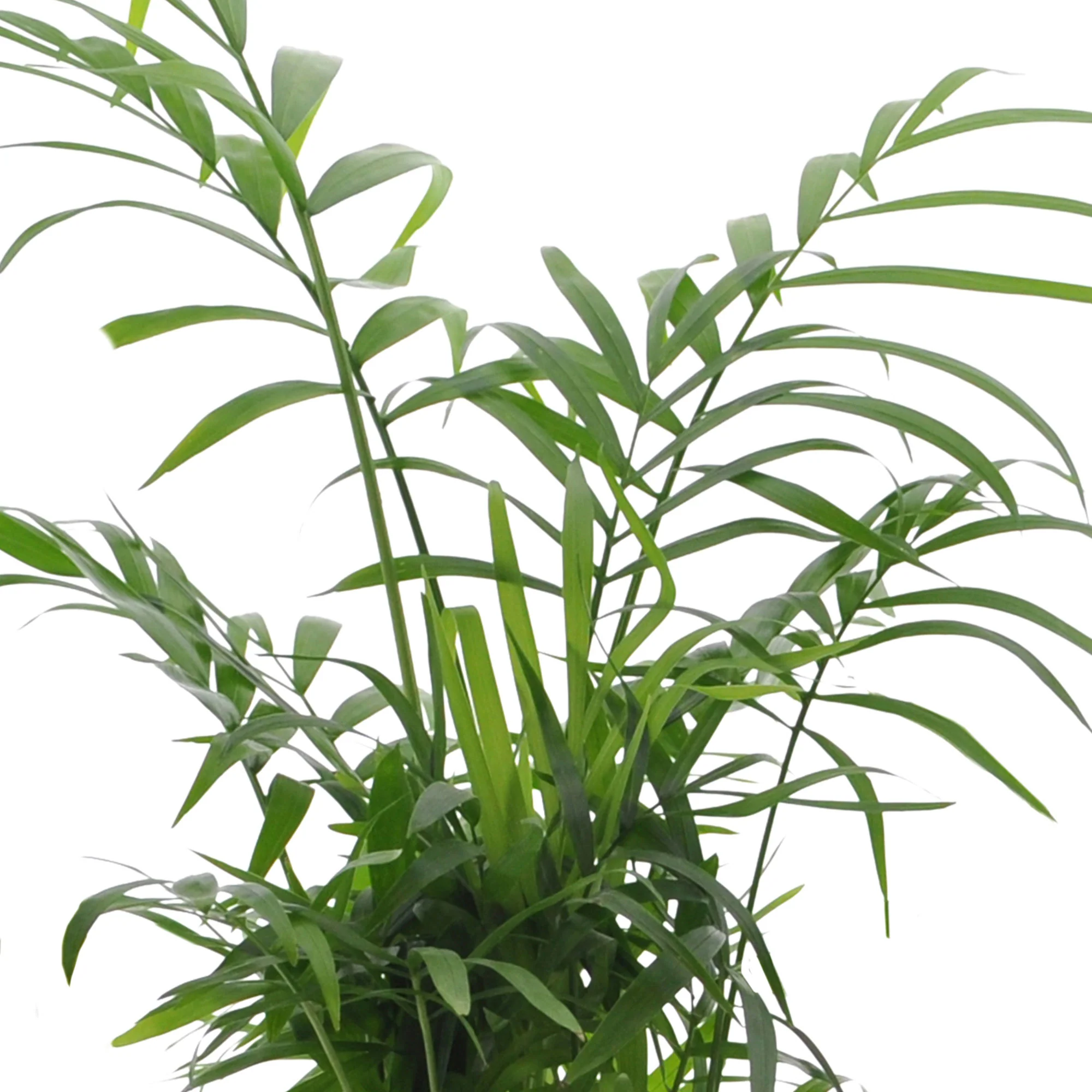 4x Plantes d'intérieur faciles - Mélange - Image 3