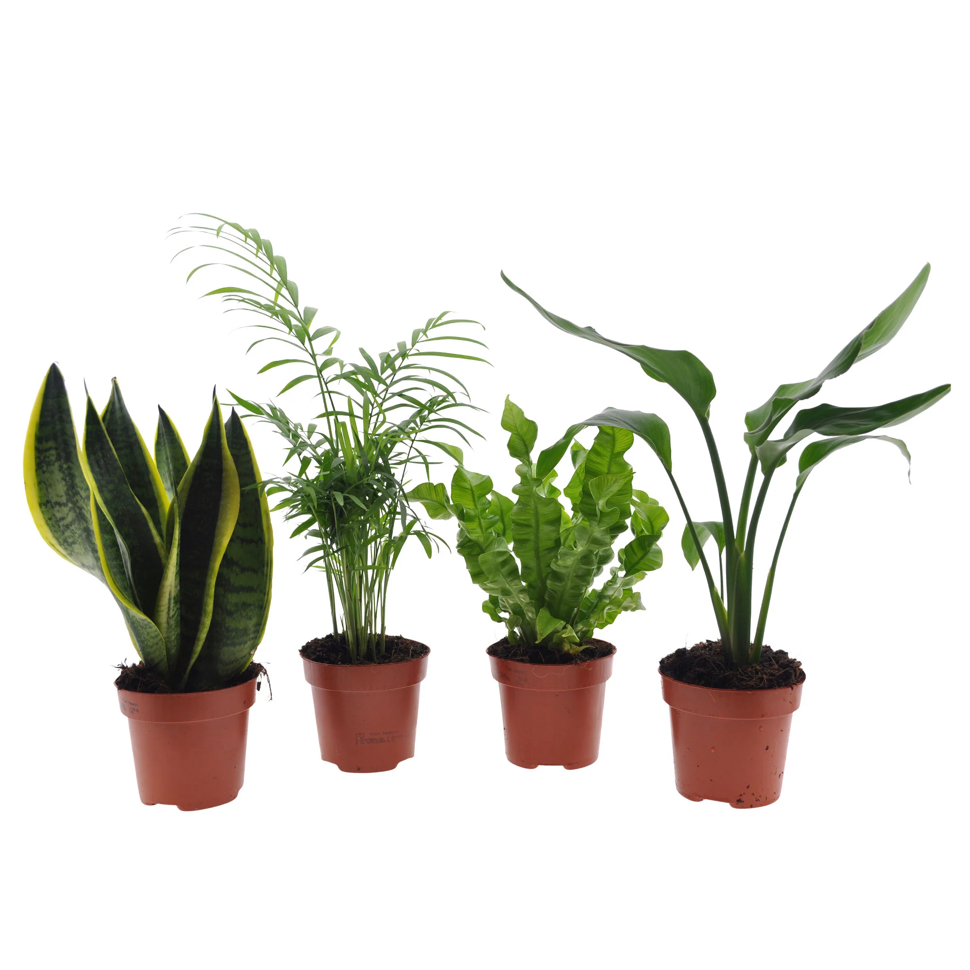 4x Plantes d'intérieur faciles - Mélange - Image 4