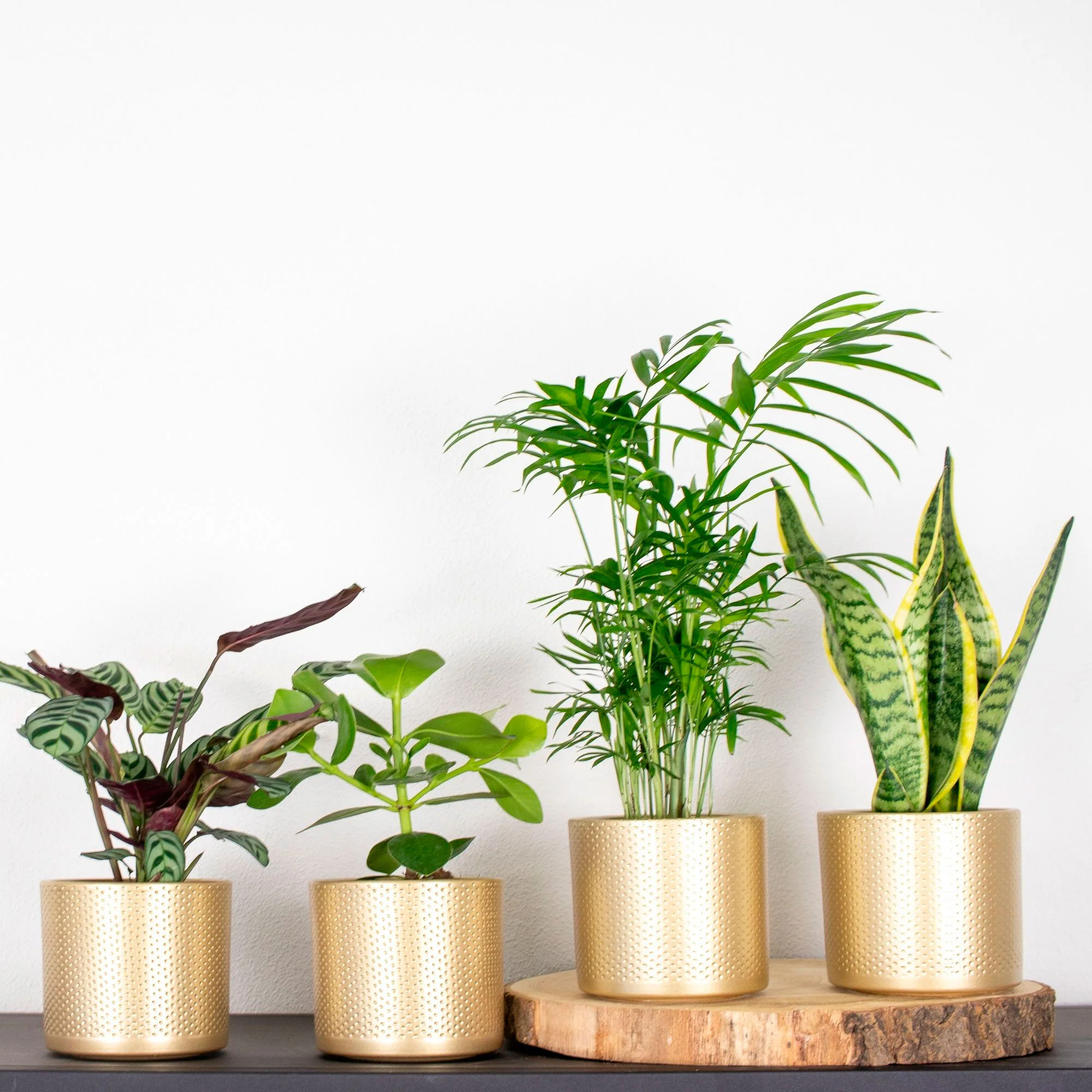 4x Plantes d'intérieur faciles - Mélange incl. cache-pots dorés - Image 2