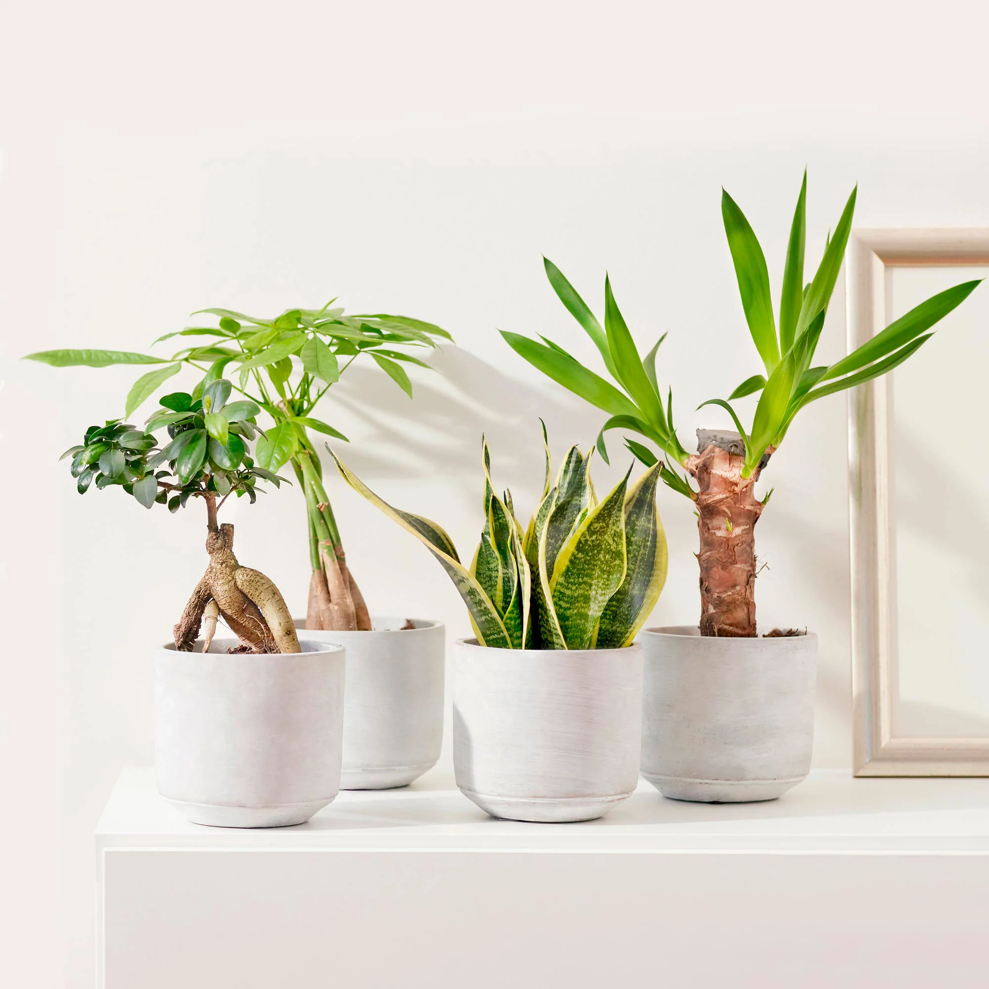 4x Plantes d'intérieur - Melange 'Amazone'