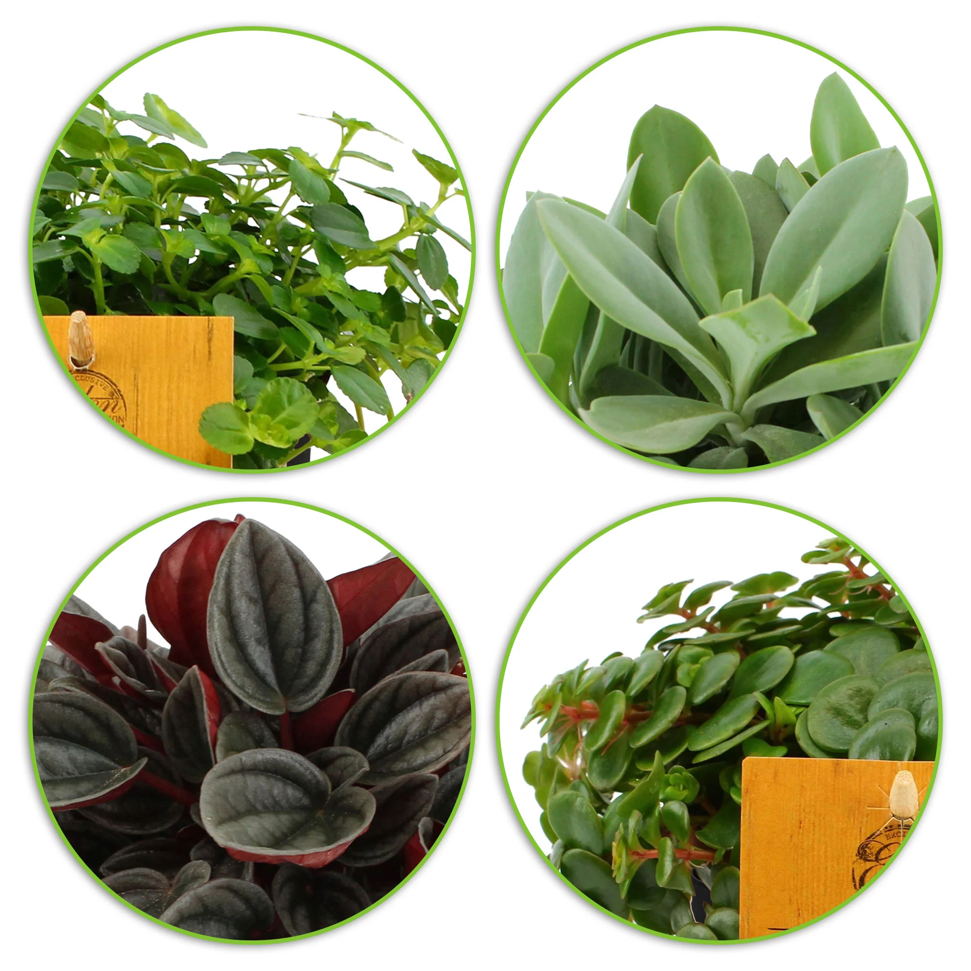4x Plantes d'intérieur tendance - Mélange incl. cache-pots anthracites - Image 2