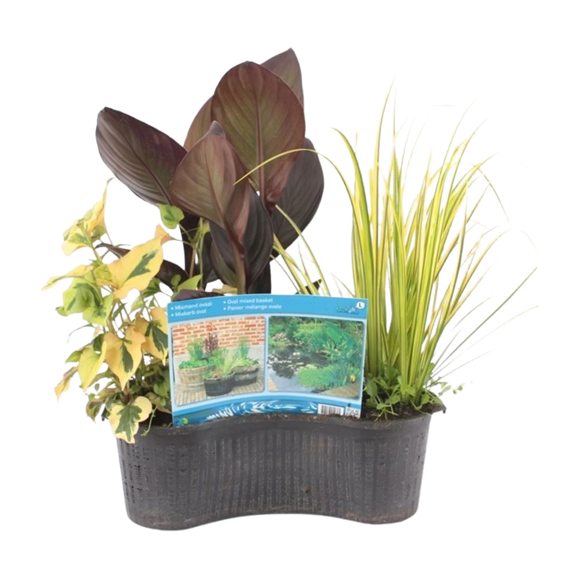 4x Plantes de bassin - Mélange avec panier de bassin - Plante de berge - Image 3