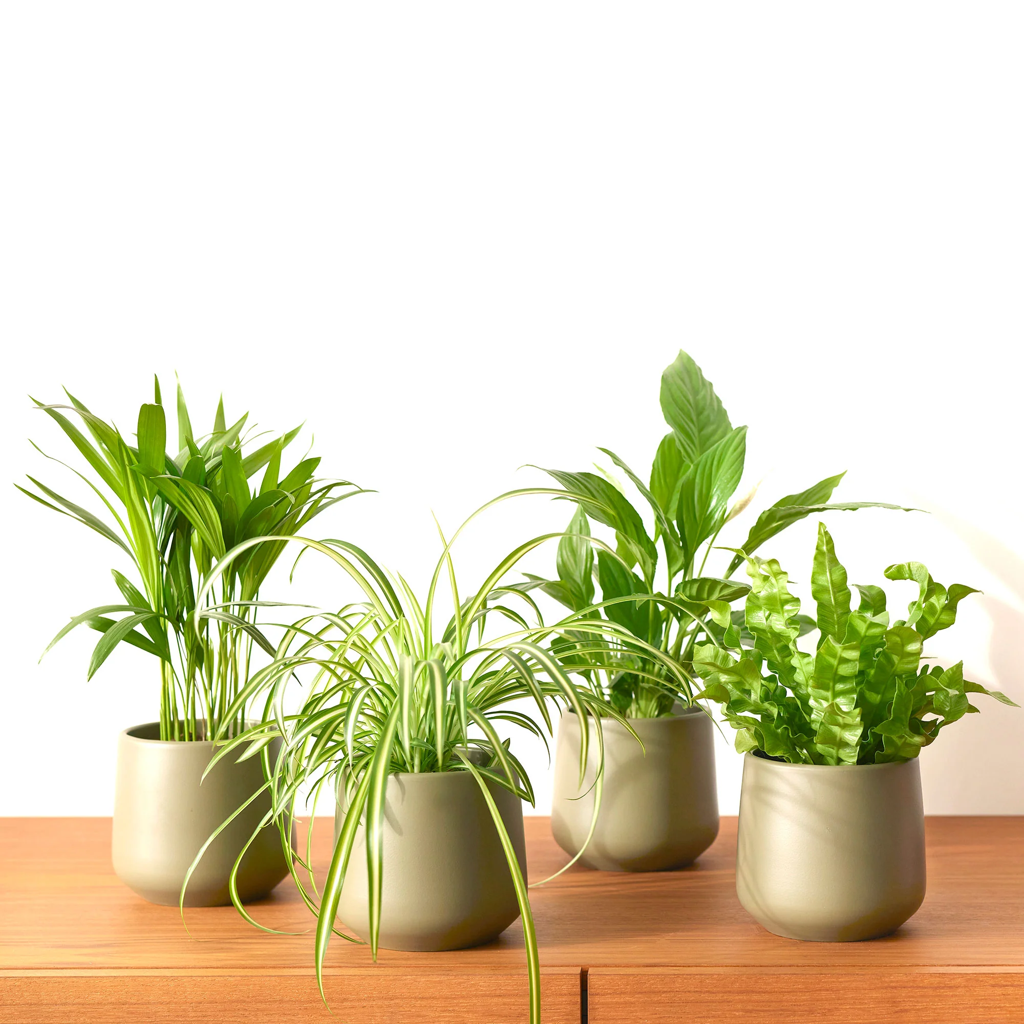 4x Plantes purif. air - Mélange - Image 2