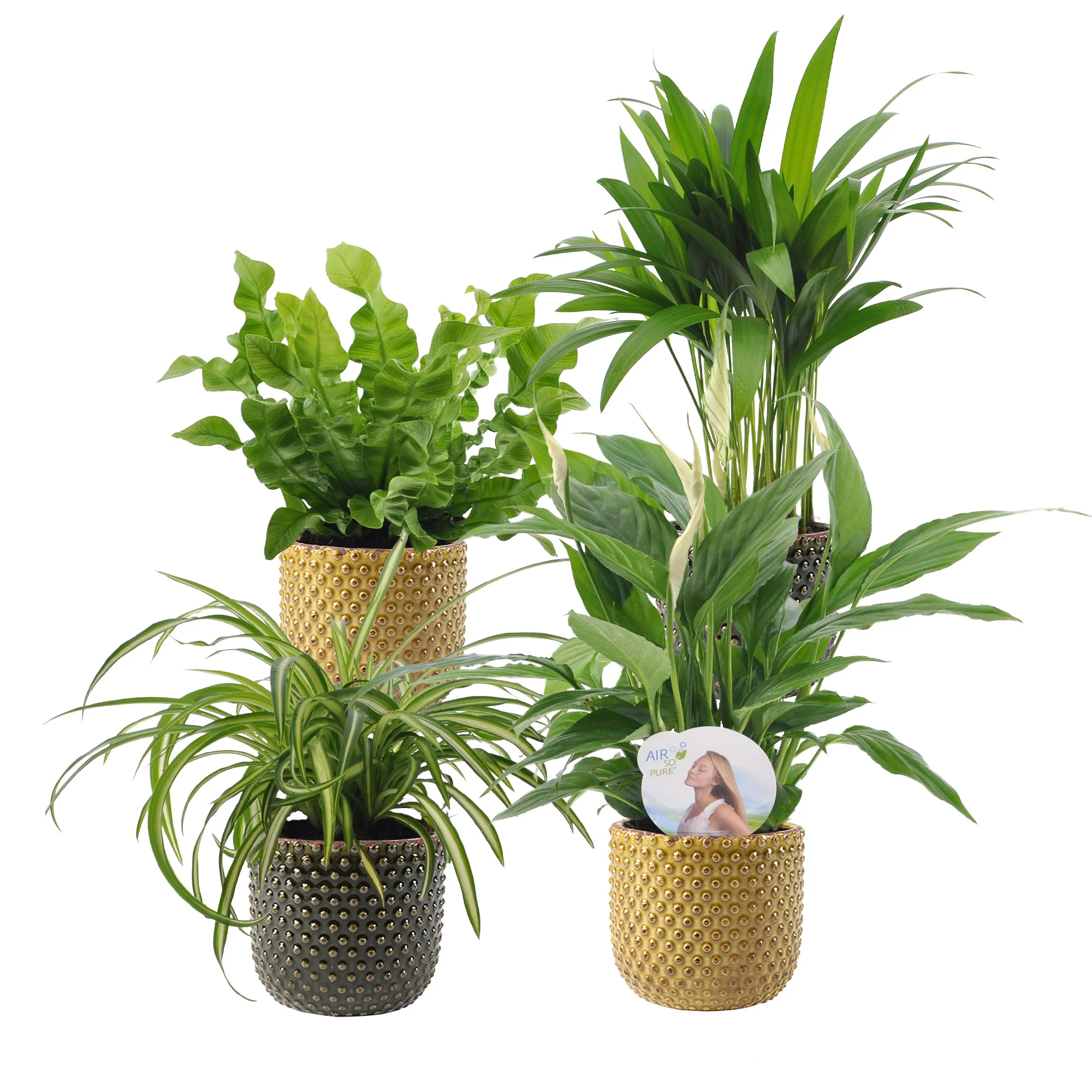 4x Plantes purificatrices d'air - Mélange 'Frisse Lucht' Avec cache-pots - Image 4
