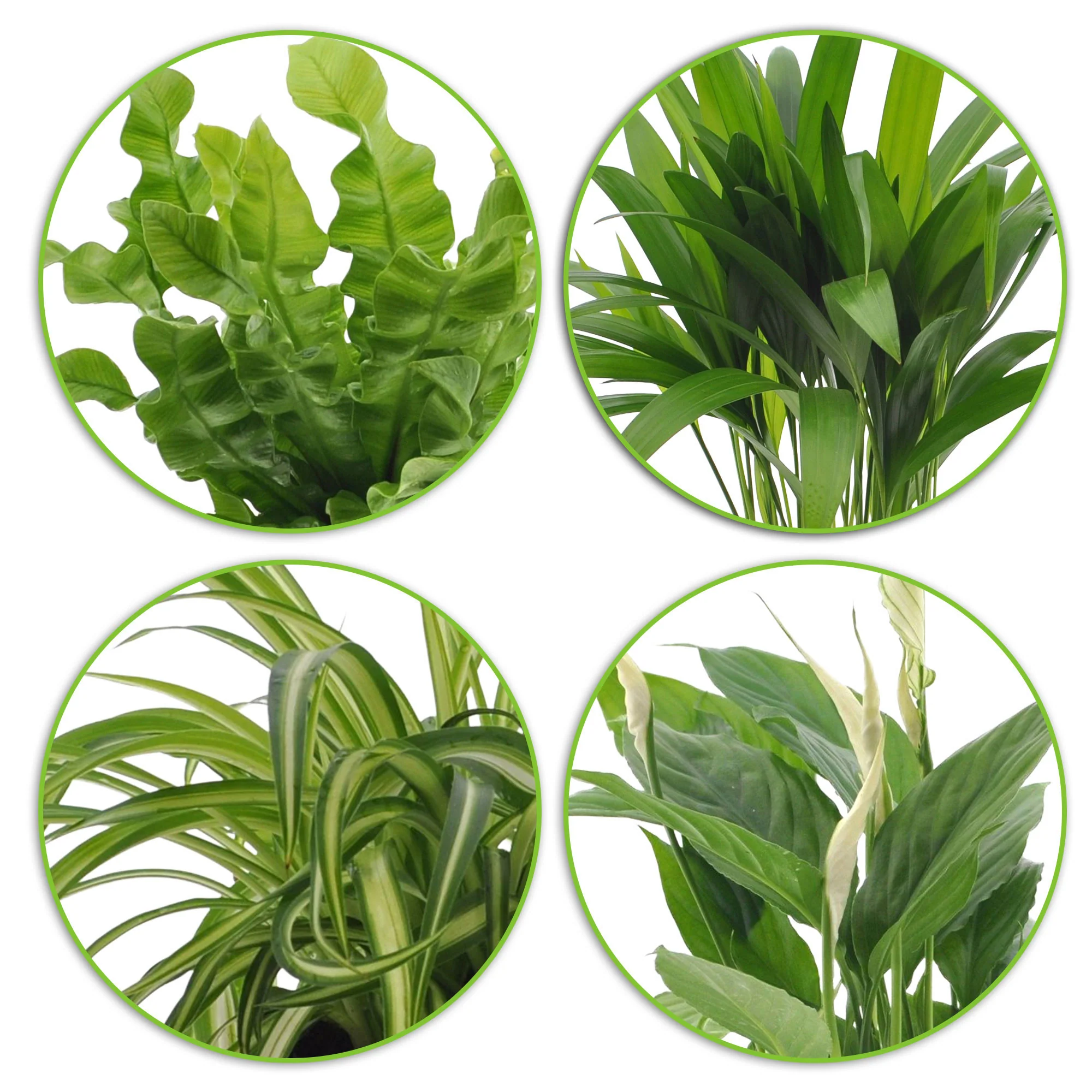4x Plantes purificatrices d'air - Mélange  incl. Cache-pots Elho Blanc - Image 3