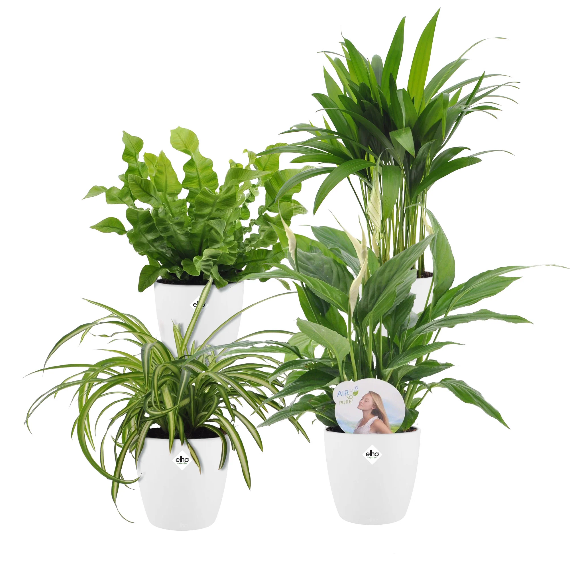 4x Plantes purificatrices d'air - Mélange  incl. Cache-pots Elho Blanc - Image 5