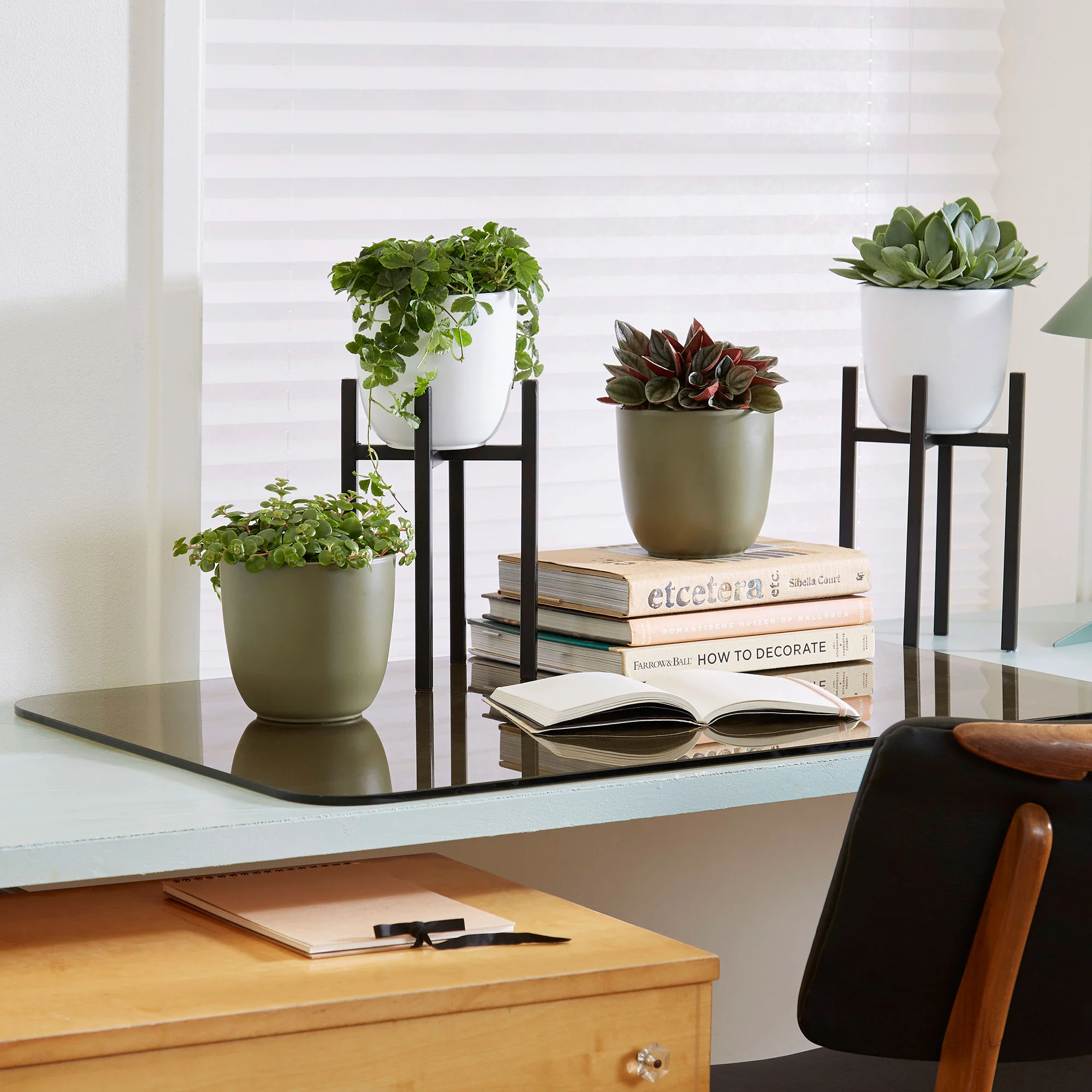 4x Plantes vertes d'intérieur - Mélange 'Eden Collection' incl. cache-pots et étagères pour plantes - Image 2