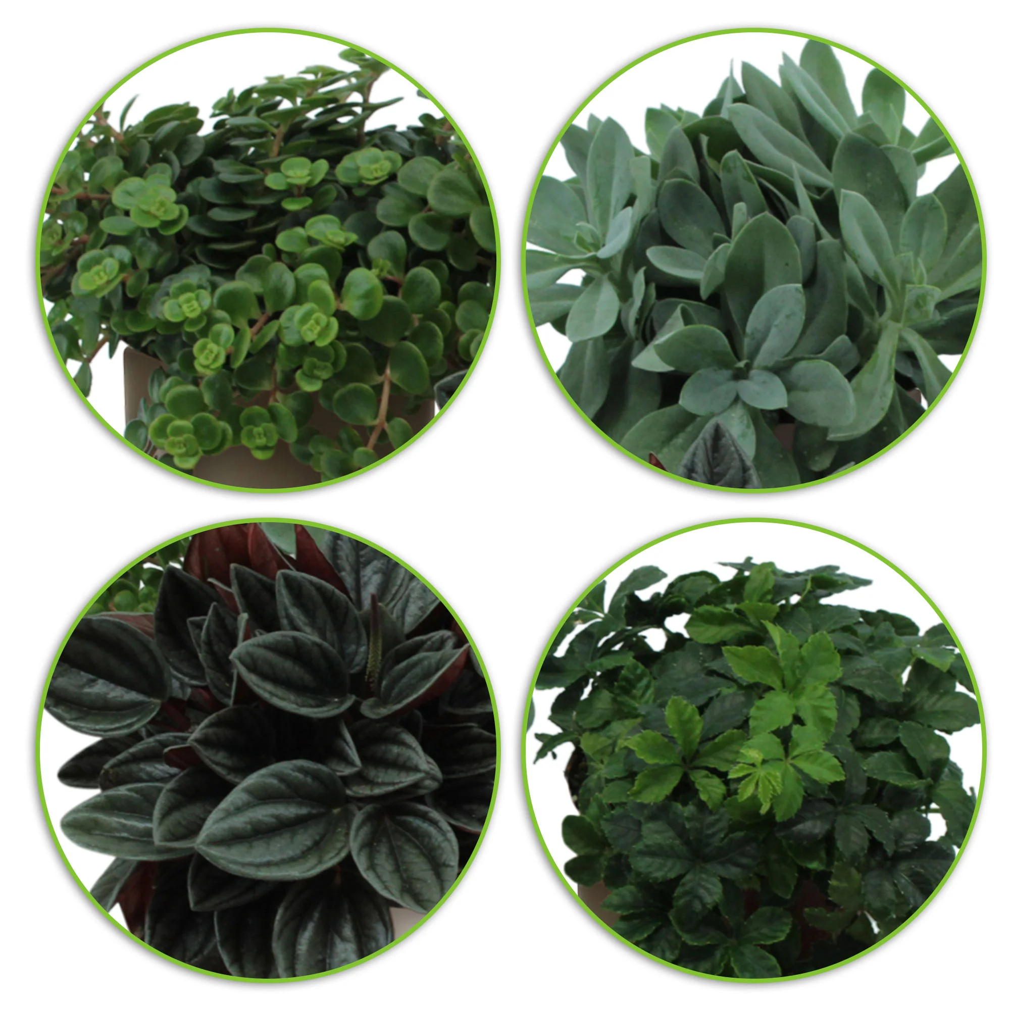 4x Plantes vertes d'intérieur - Mélange 'Eden Collection' incl. cache-pots et étagères pour plantes - Image 3