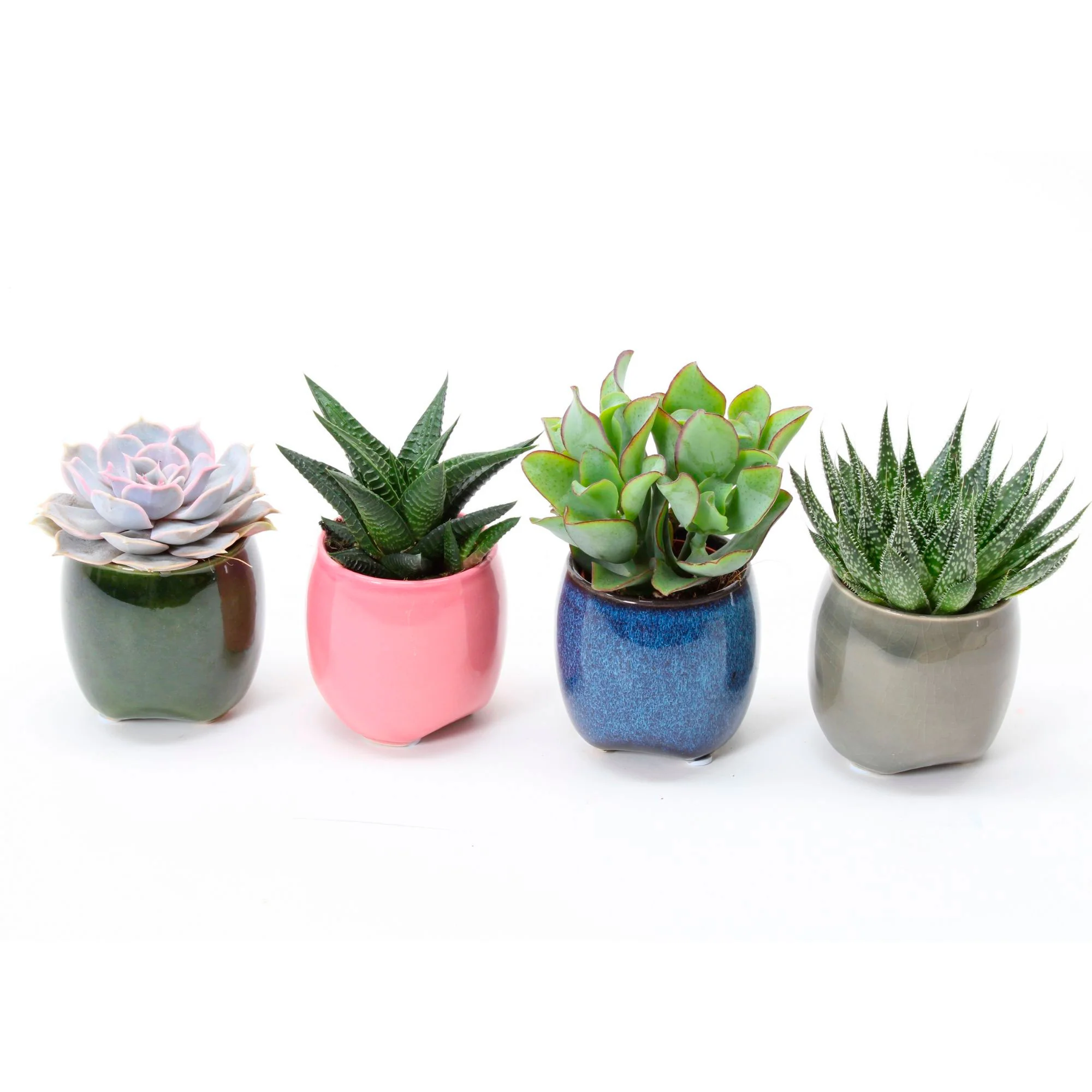 4x Succulente - Mélange avec cache-pot Malta - Image 3