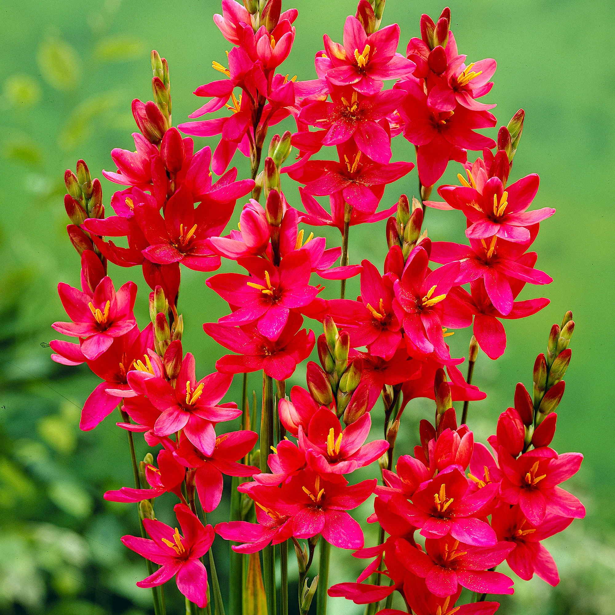 50x bulbes de fleurs dans un sac de jute Rouge - Image 4