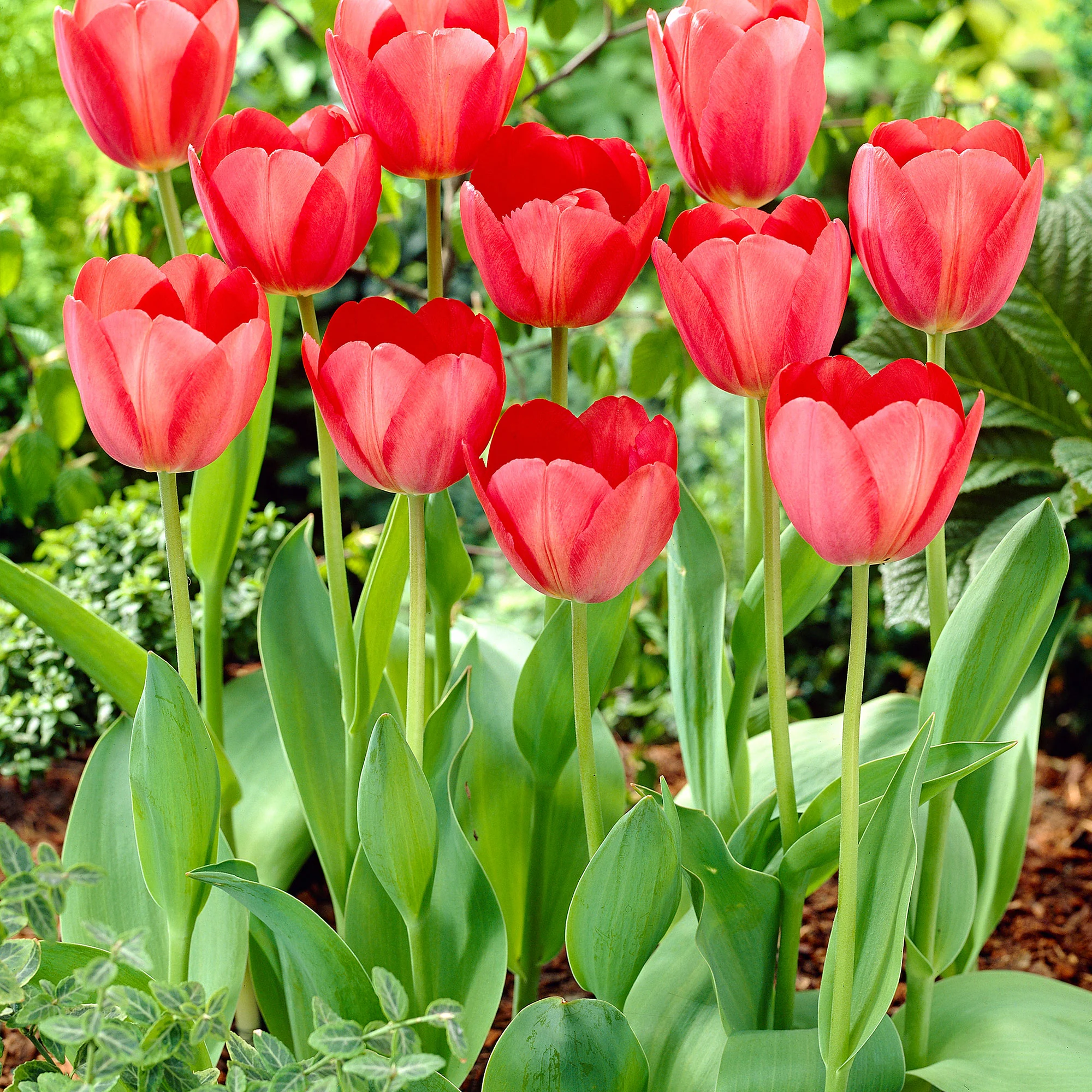 50x bulbes de fleurs dans un sac de jute Rouge - Image 5