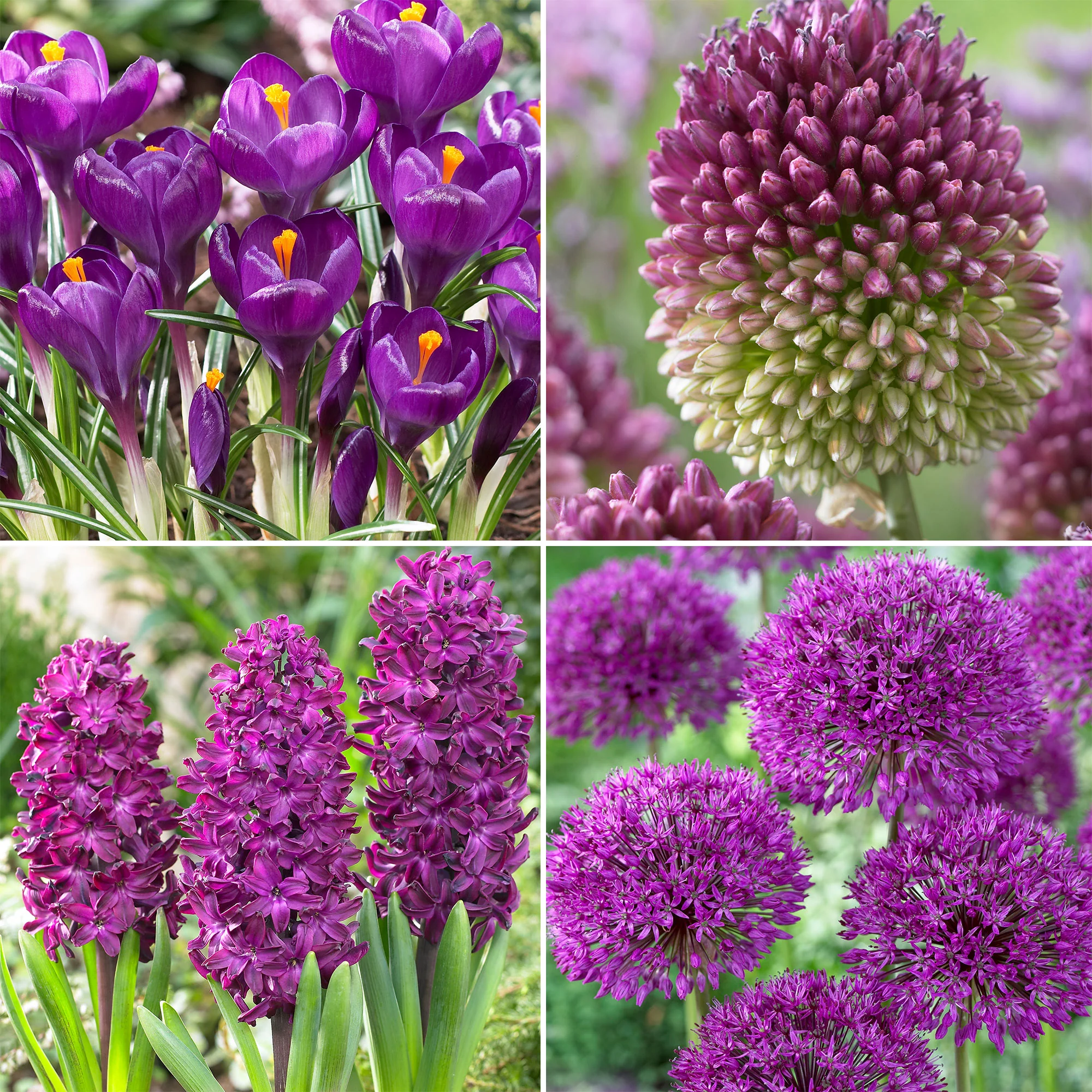 50x Bulbes de fleurs - Mélange 'Purple Collection' violet - Image 2