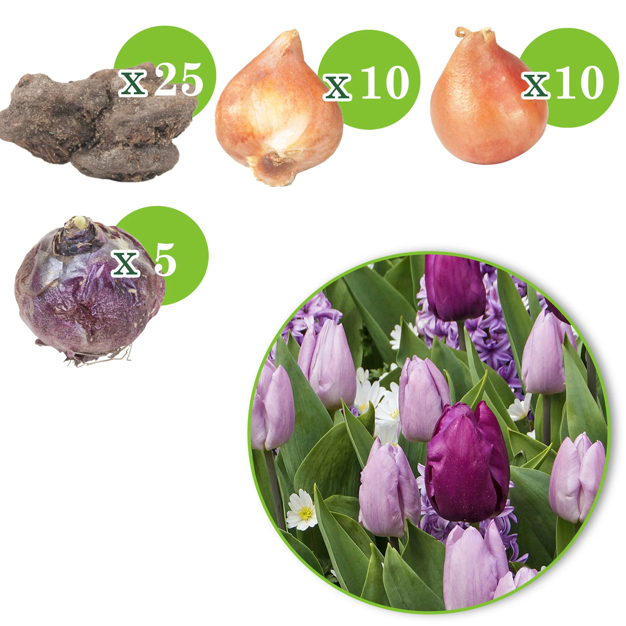 50x Bulbes de fleurs - Mélange 'Royal Purple' - Image 3