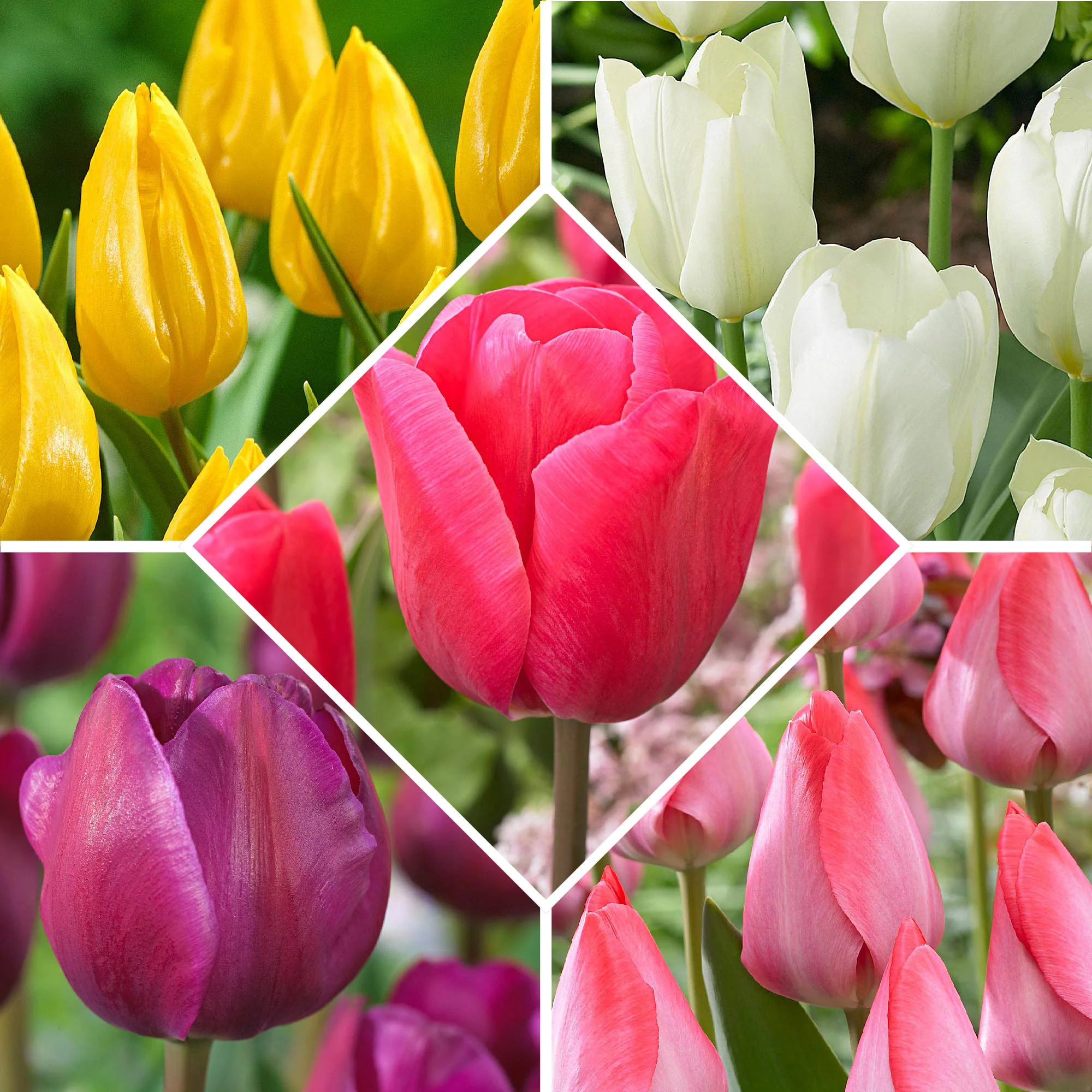 50x Bulbes de tulipe – mélange - Image 2