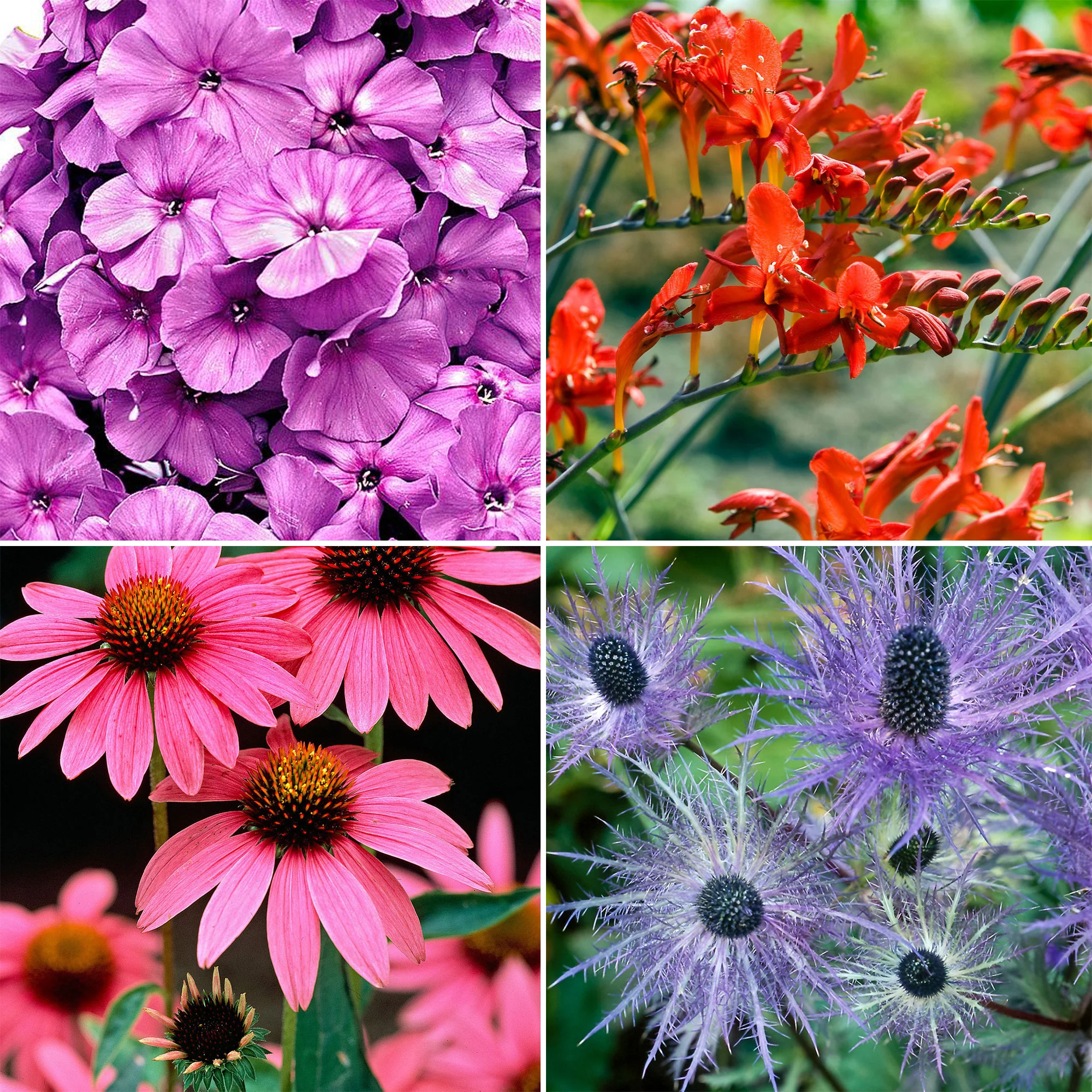 50x Bulbes - Mélange 'Butterfly'