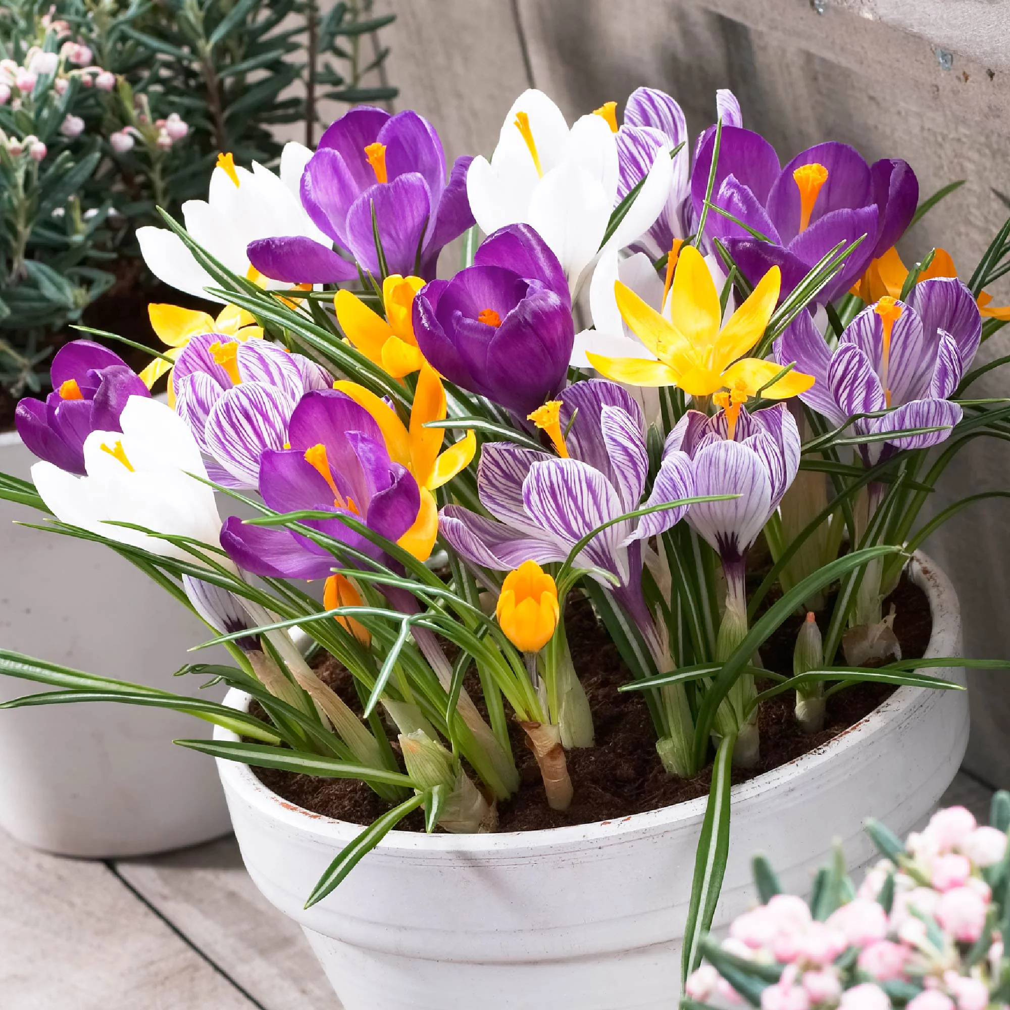 50x Grandes fleurs crocus Crocus grandiflorus - Mélange 'The Happiest' - Image 3
