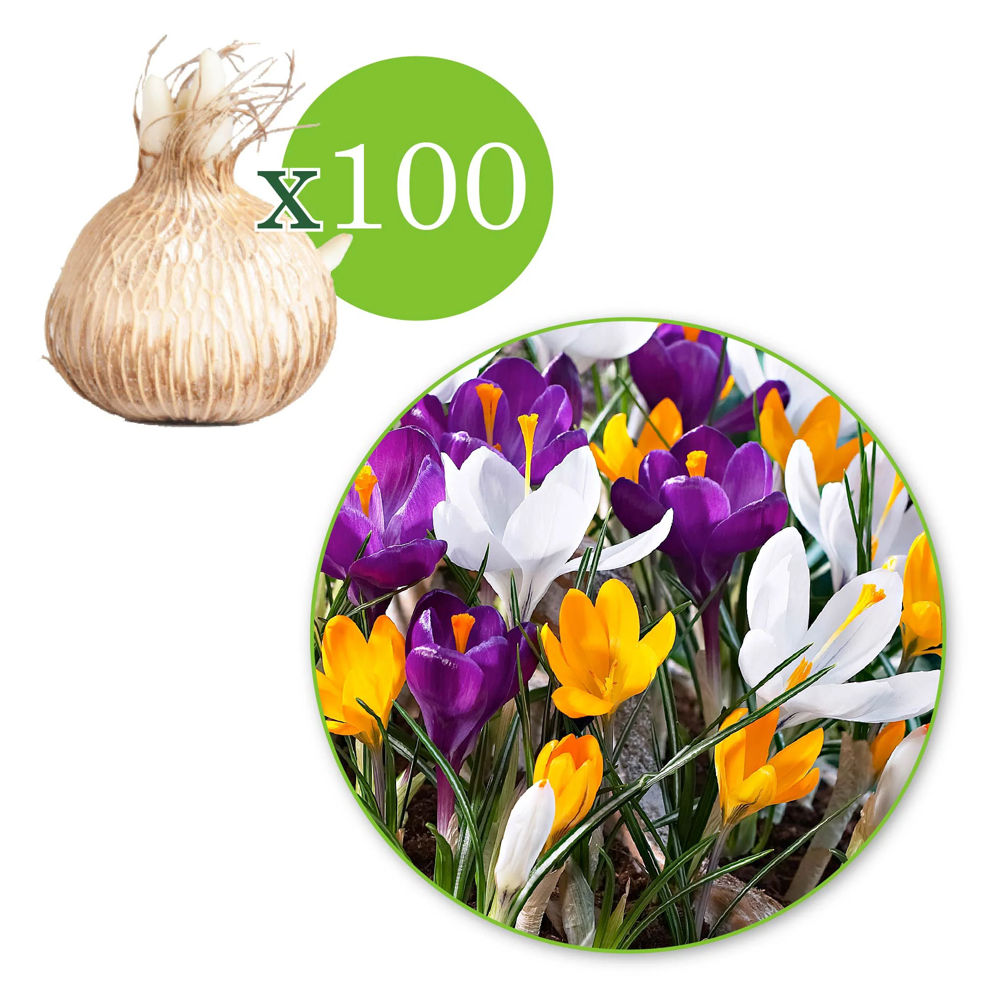 50x Grandes fleurs crocus Crocus grandiflorus - Mélange 'The Happiest' - Image 7