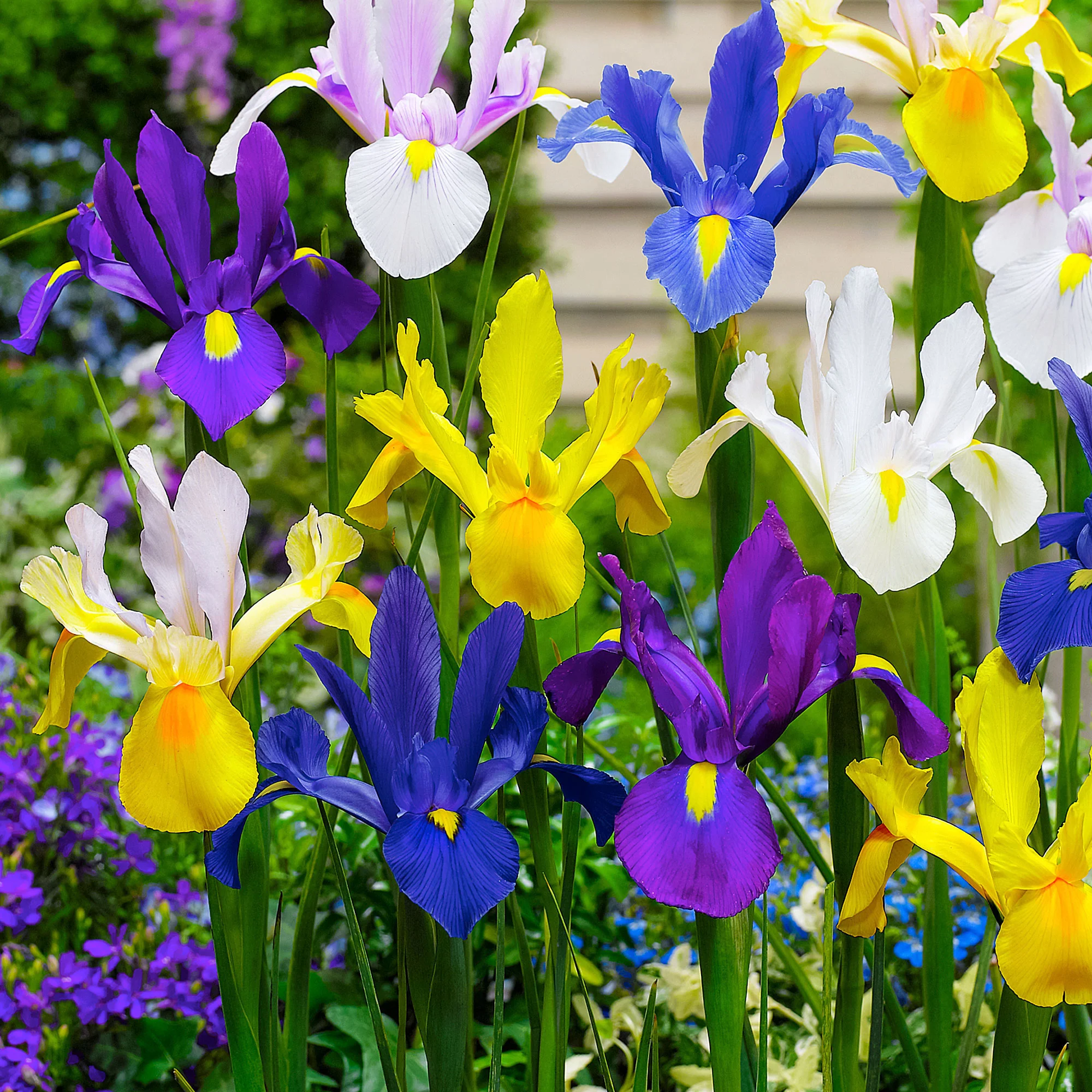 50x Iris de Hollande - Mélange 'Dutch Garden'