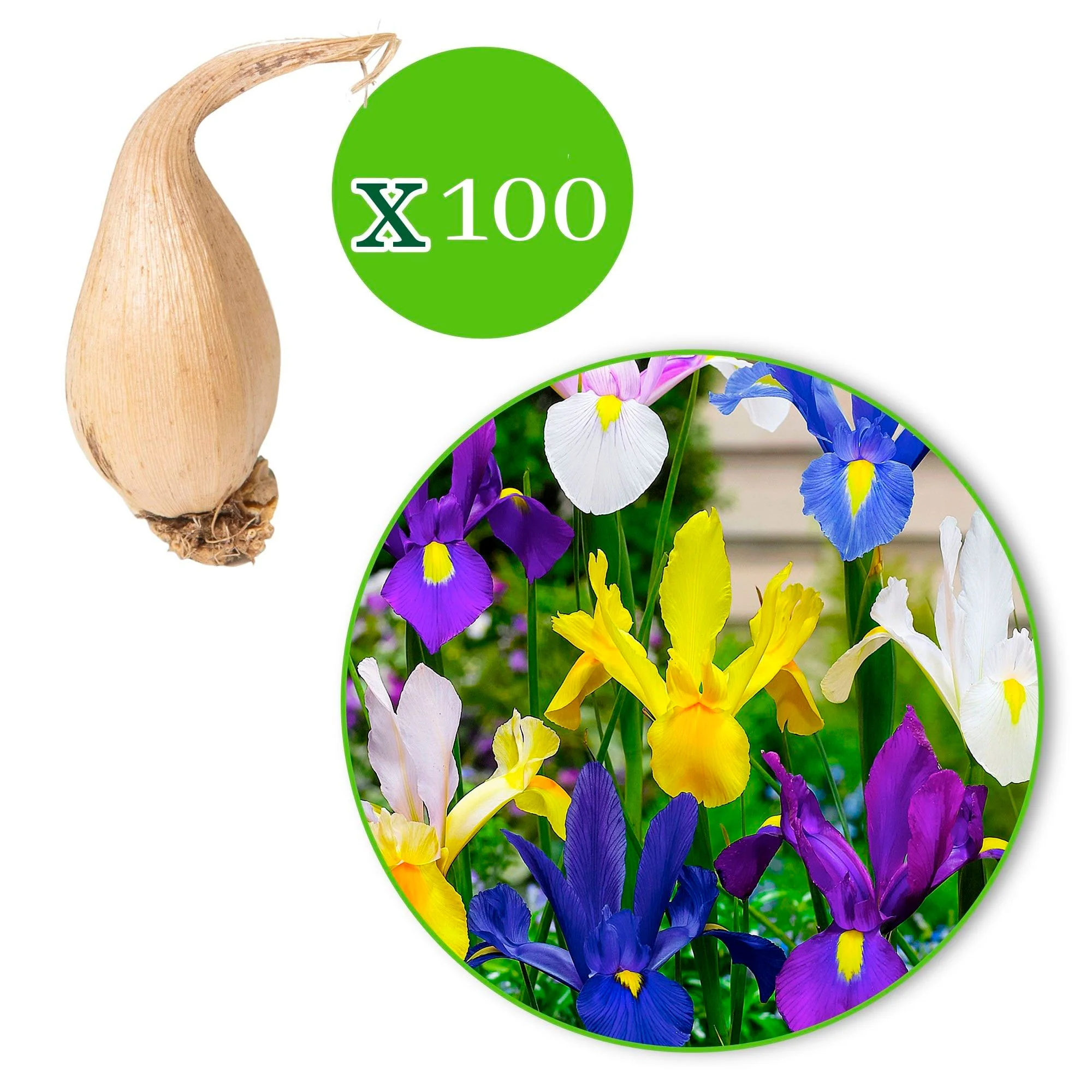 50x Iris de Hollande - Mélange 'Dutch Garden' - Image 4