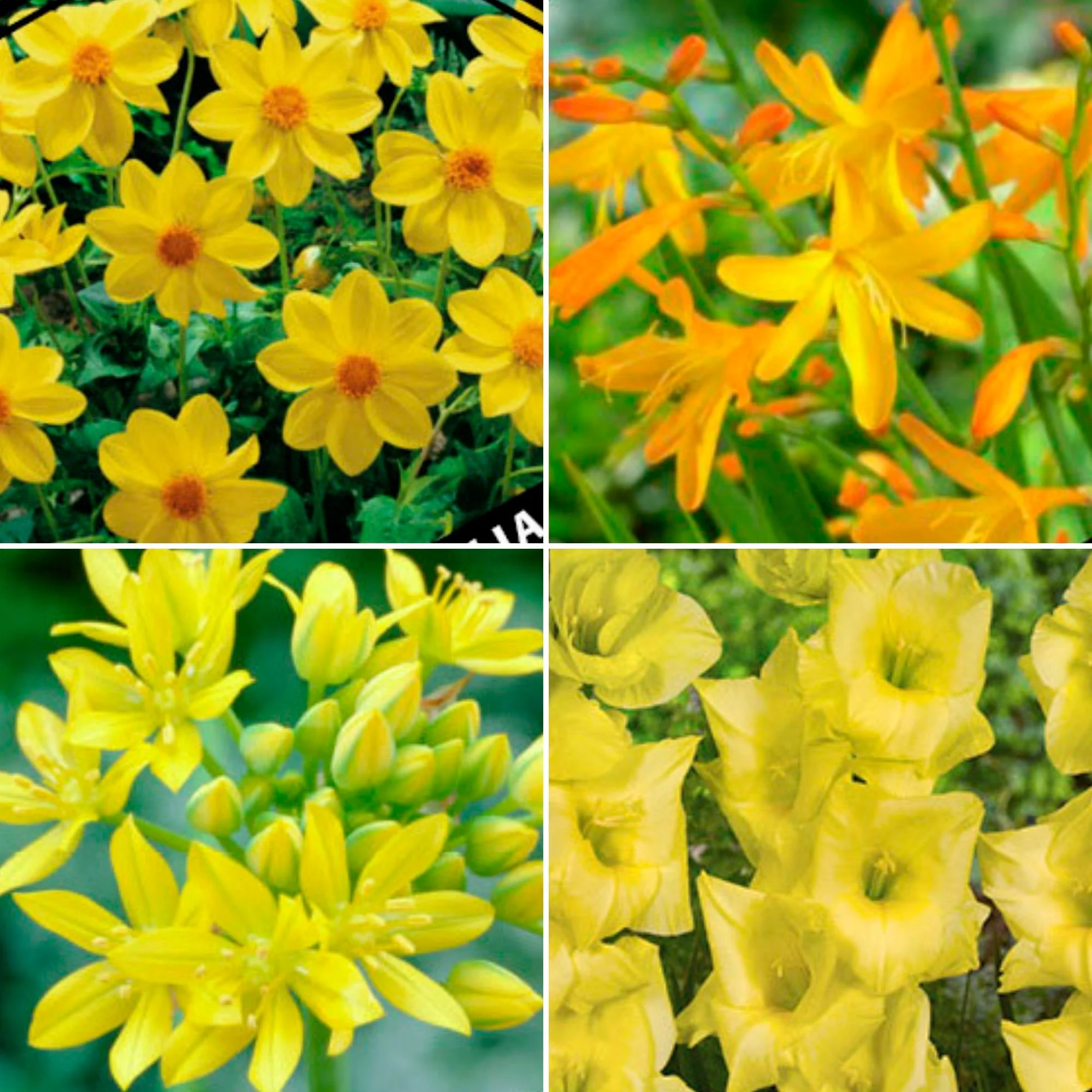 50x Mélange 'Collection Jaune' jaune - Image 2