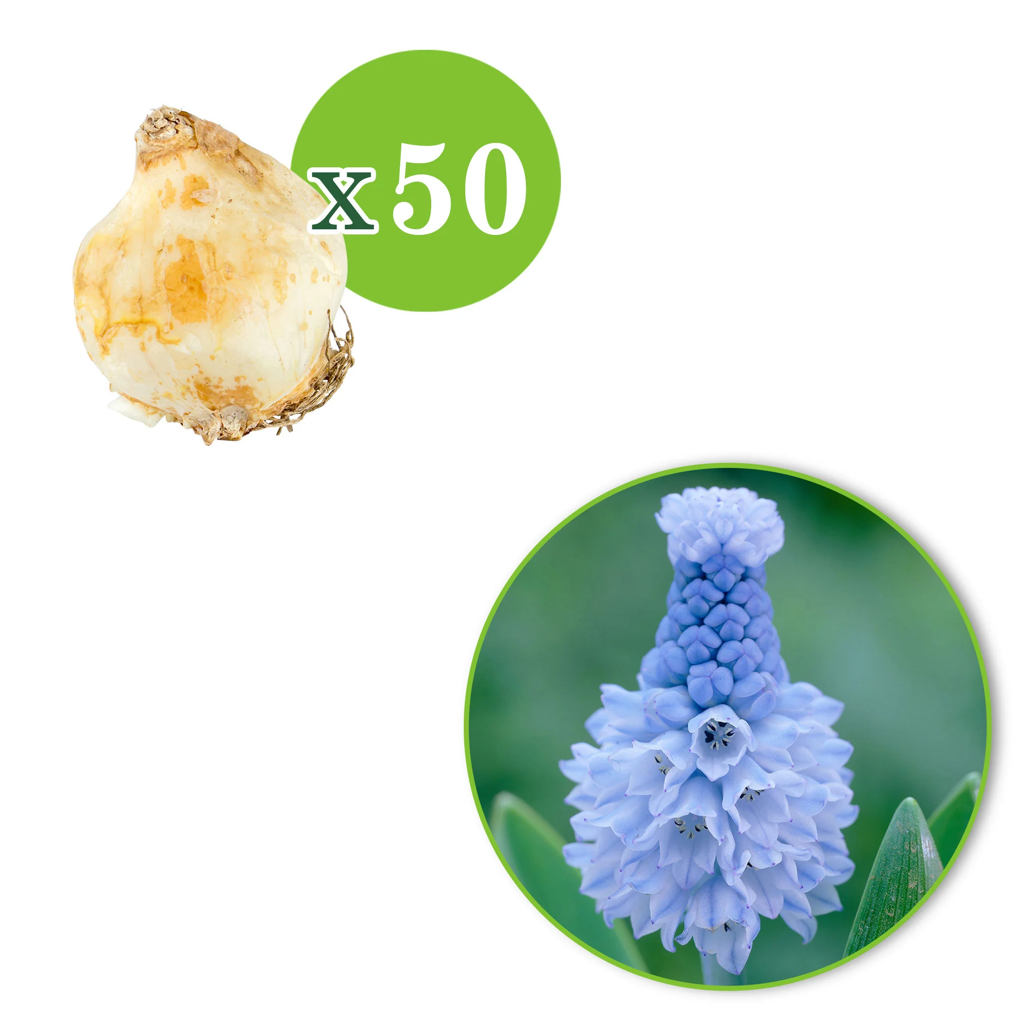 50x Muscaris  Muscari azureum bleu - Image 4