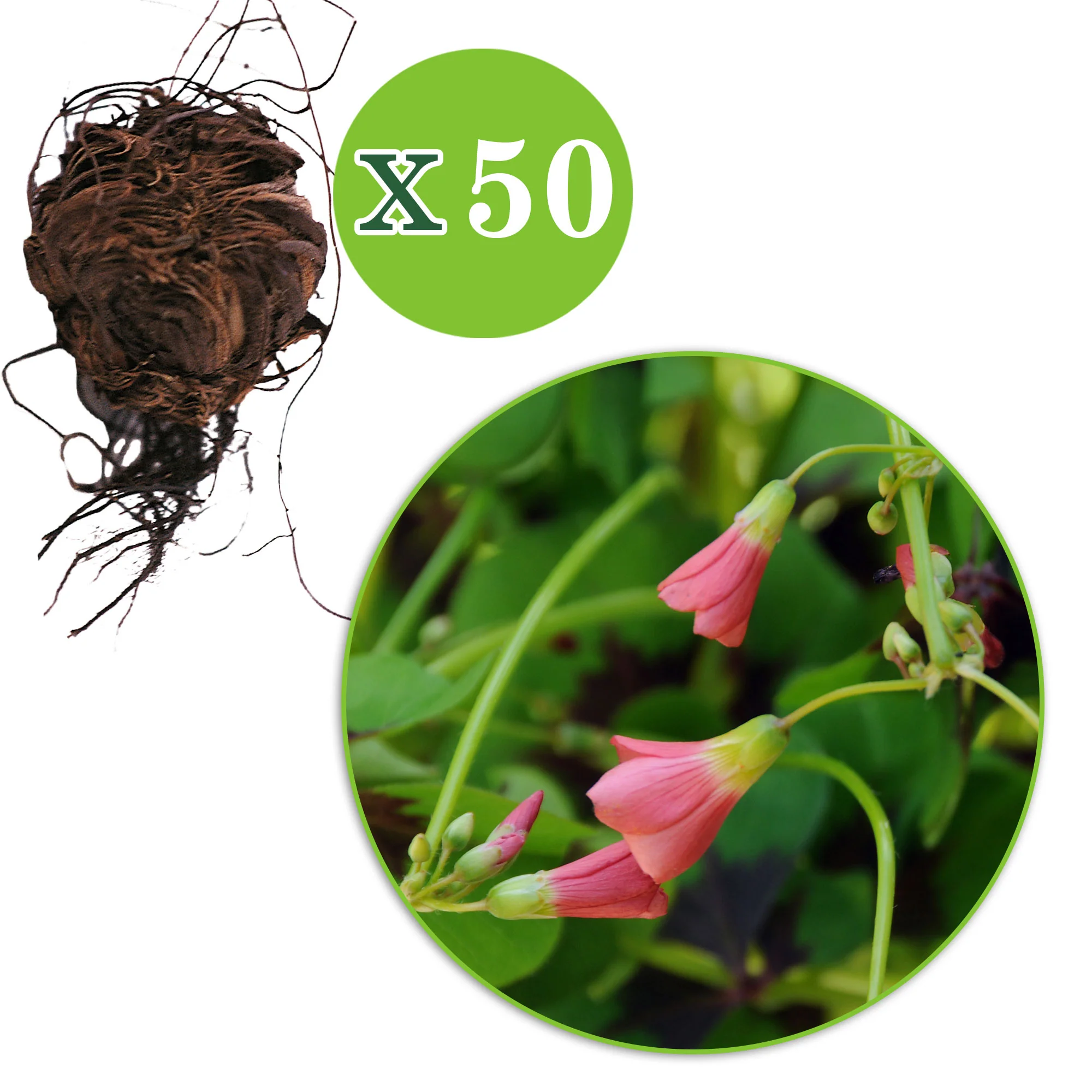 50x Oxalis 'Iron Cross' rose - Image 5