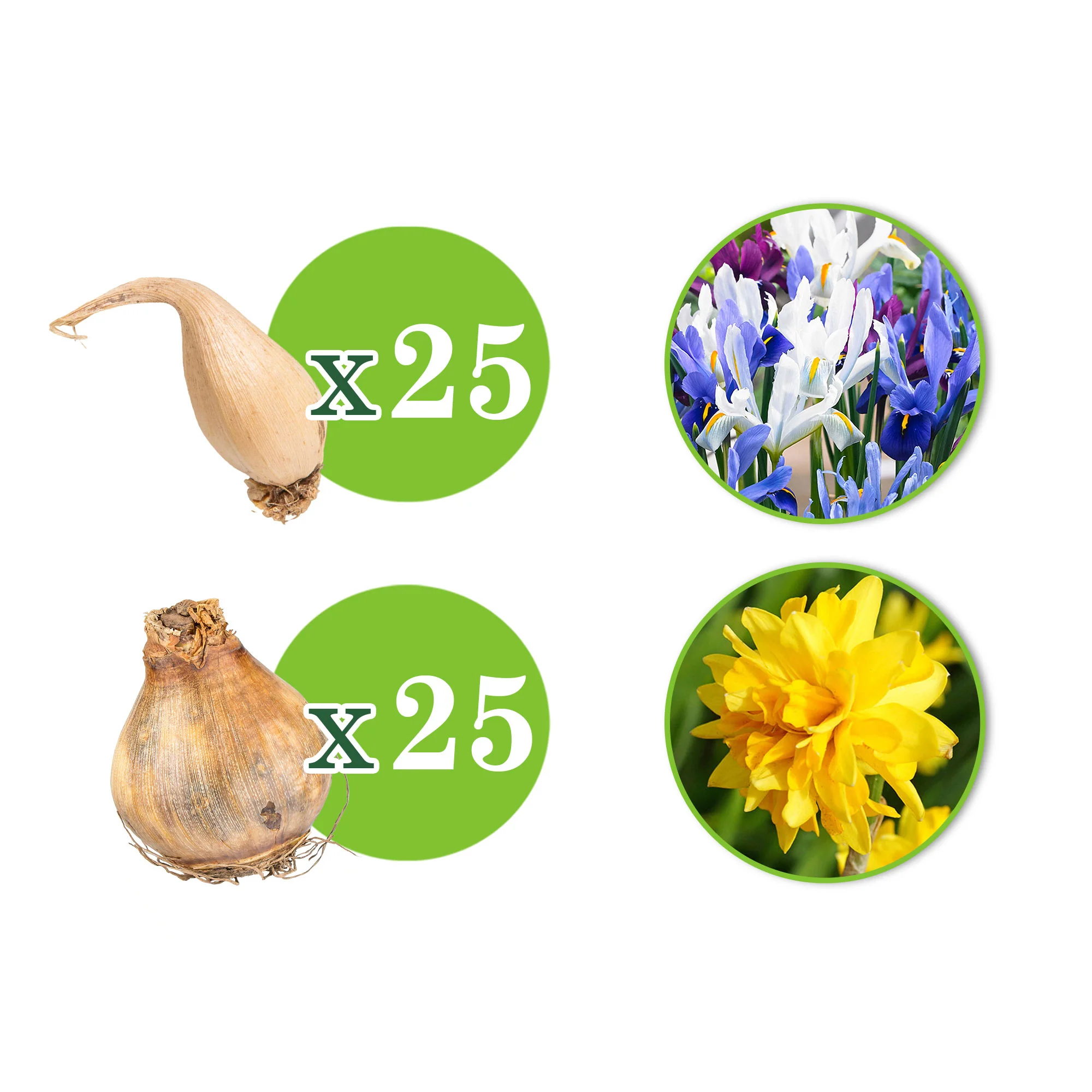 50x Pack de bulbes de fleurs 'Jardin plein de narcisses et d'iris' jaune-violet - Image 4
