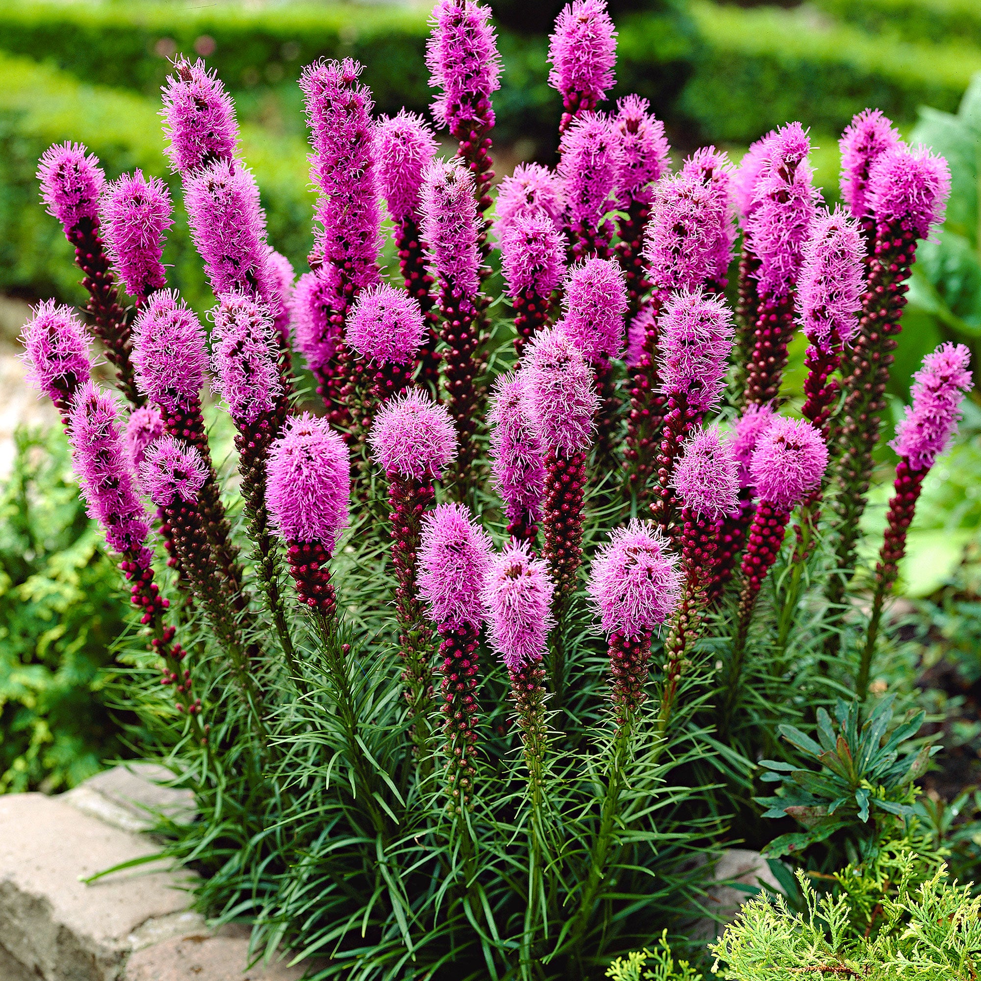 50x Rince-bouteille Liatris spicata violet - Image 4