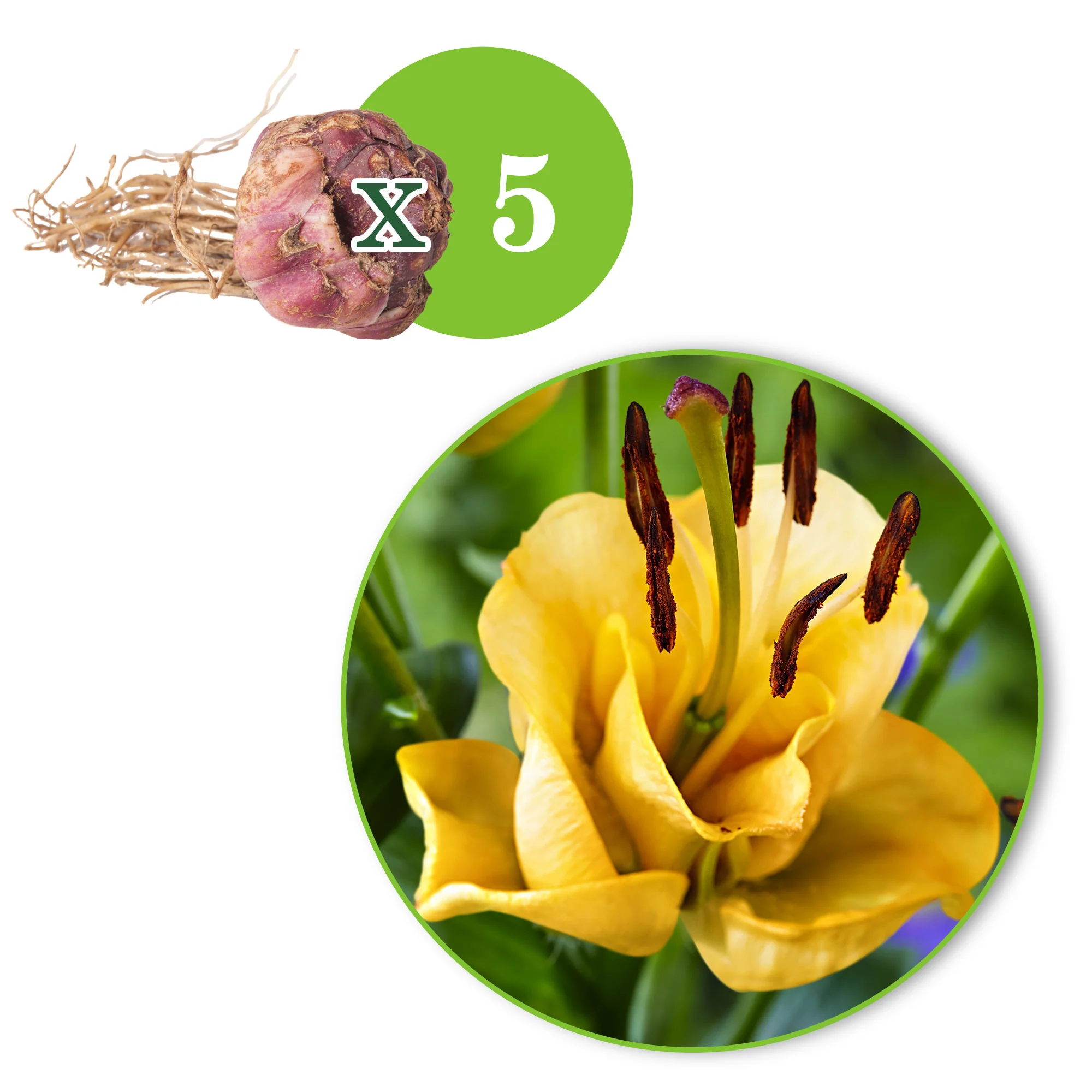 5x 0 Lys Lilium 'Apricot Fudge' jaune - Image 3