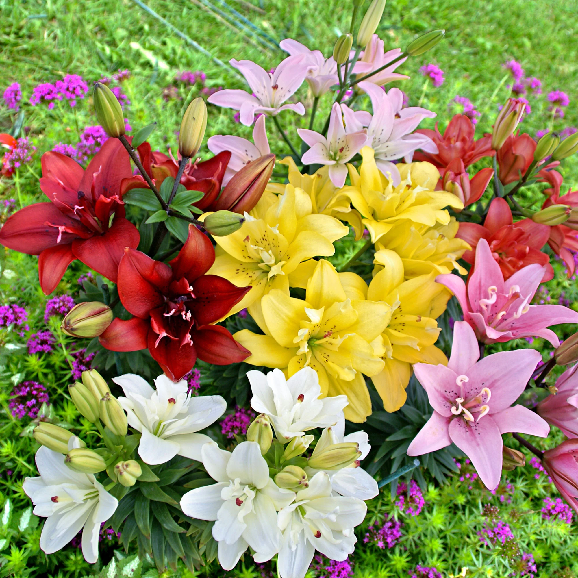 5x 0 Lys Lilium - Mélange 'Ultimate Touch'