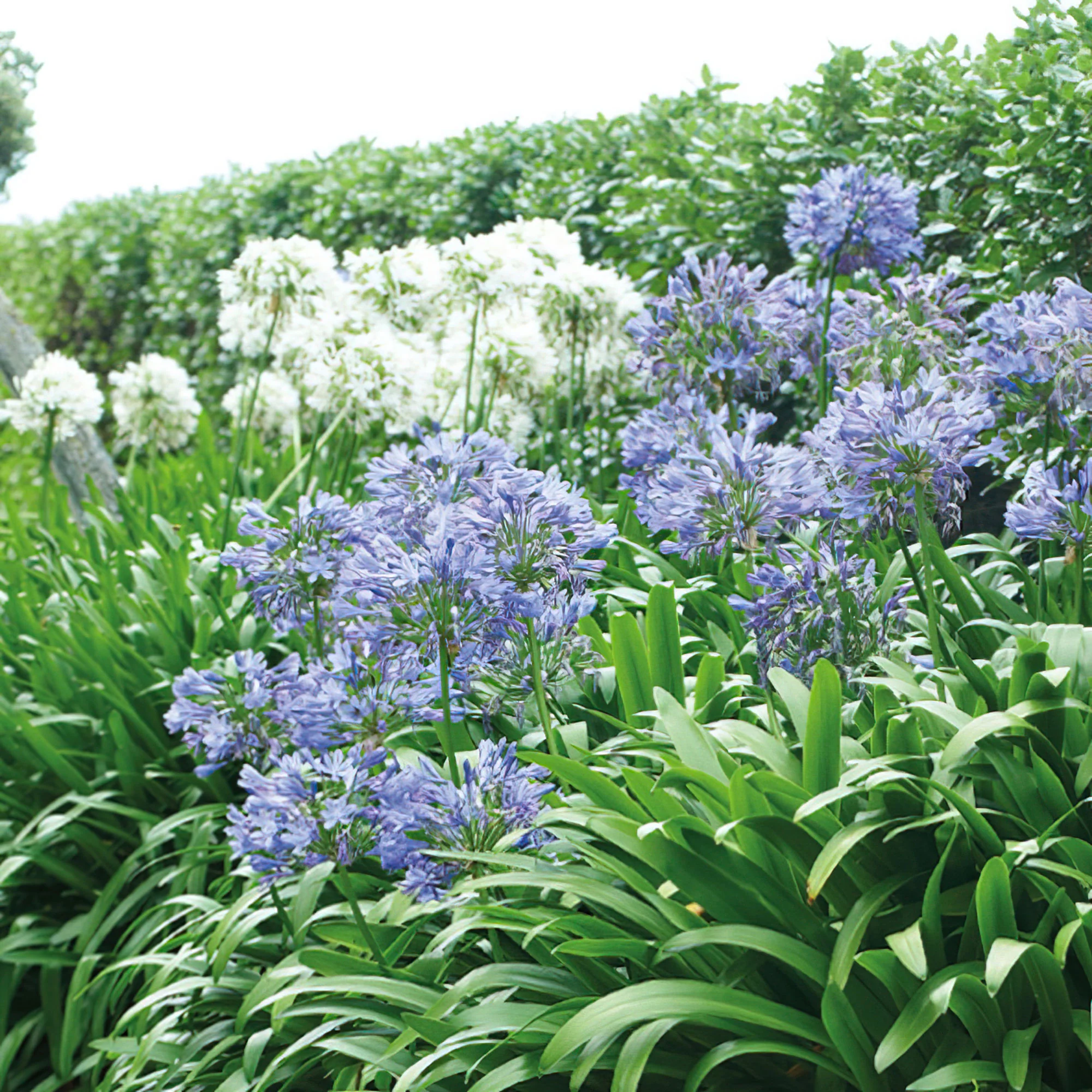 5x Agapanthe Agapanthus africanus - Mélange - Plants à racines nues
