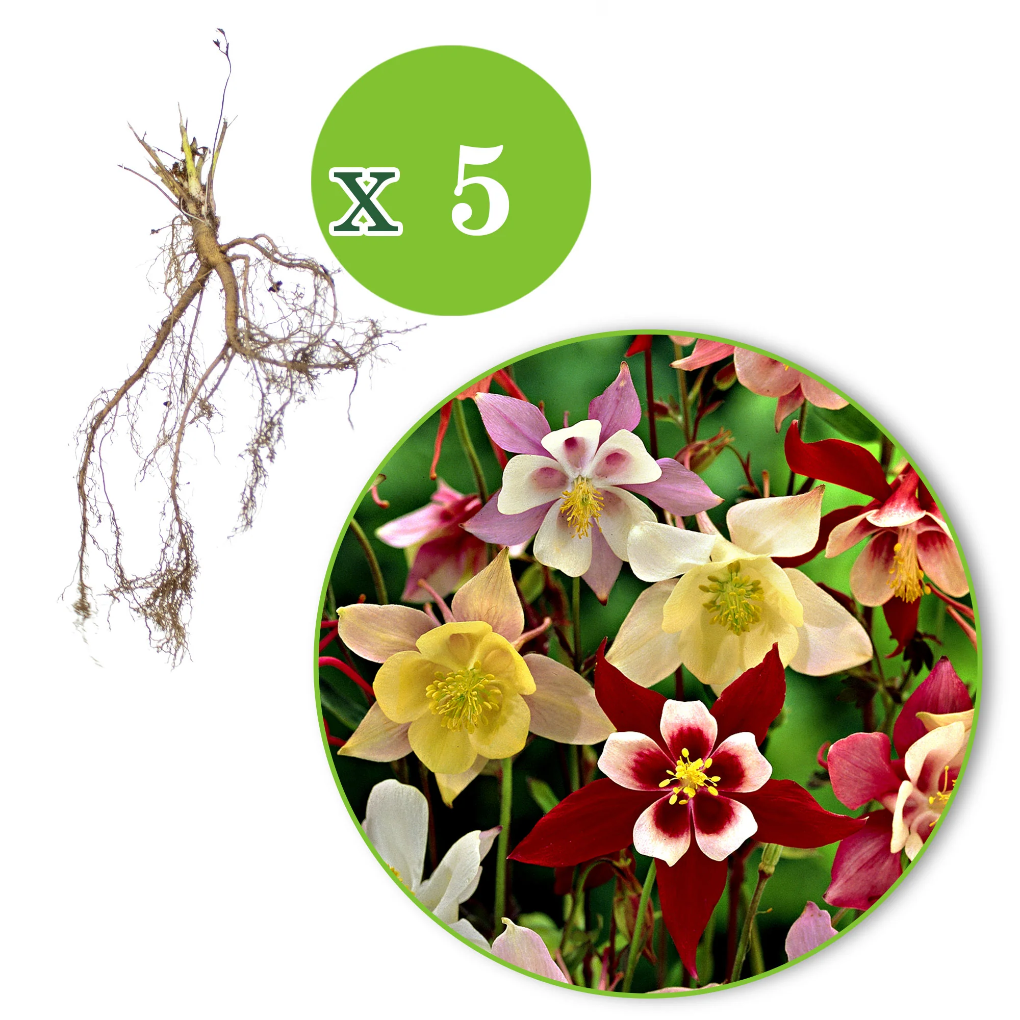 5x Ancolies - Mélange - Racines nues - Image 3