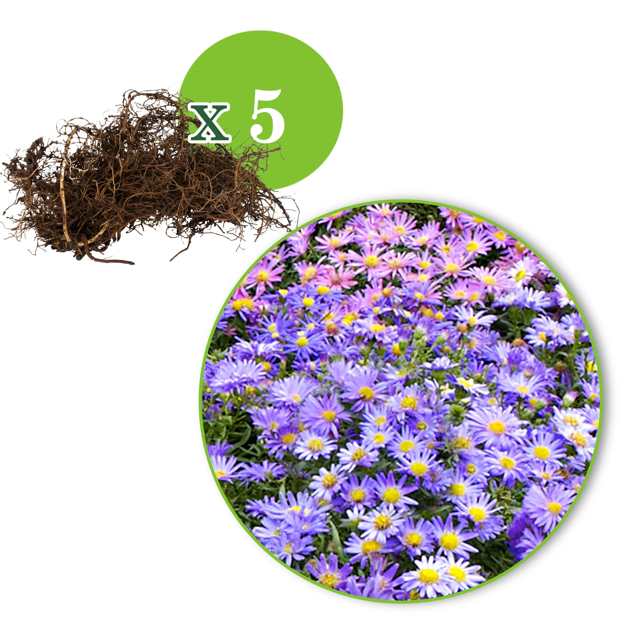 5x Aster dumosus violet-jaune - Plants à racines nues - Image 10